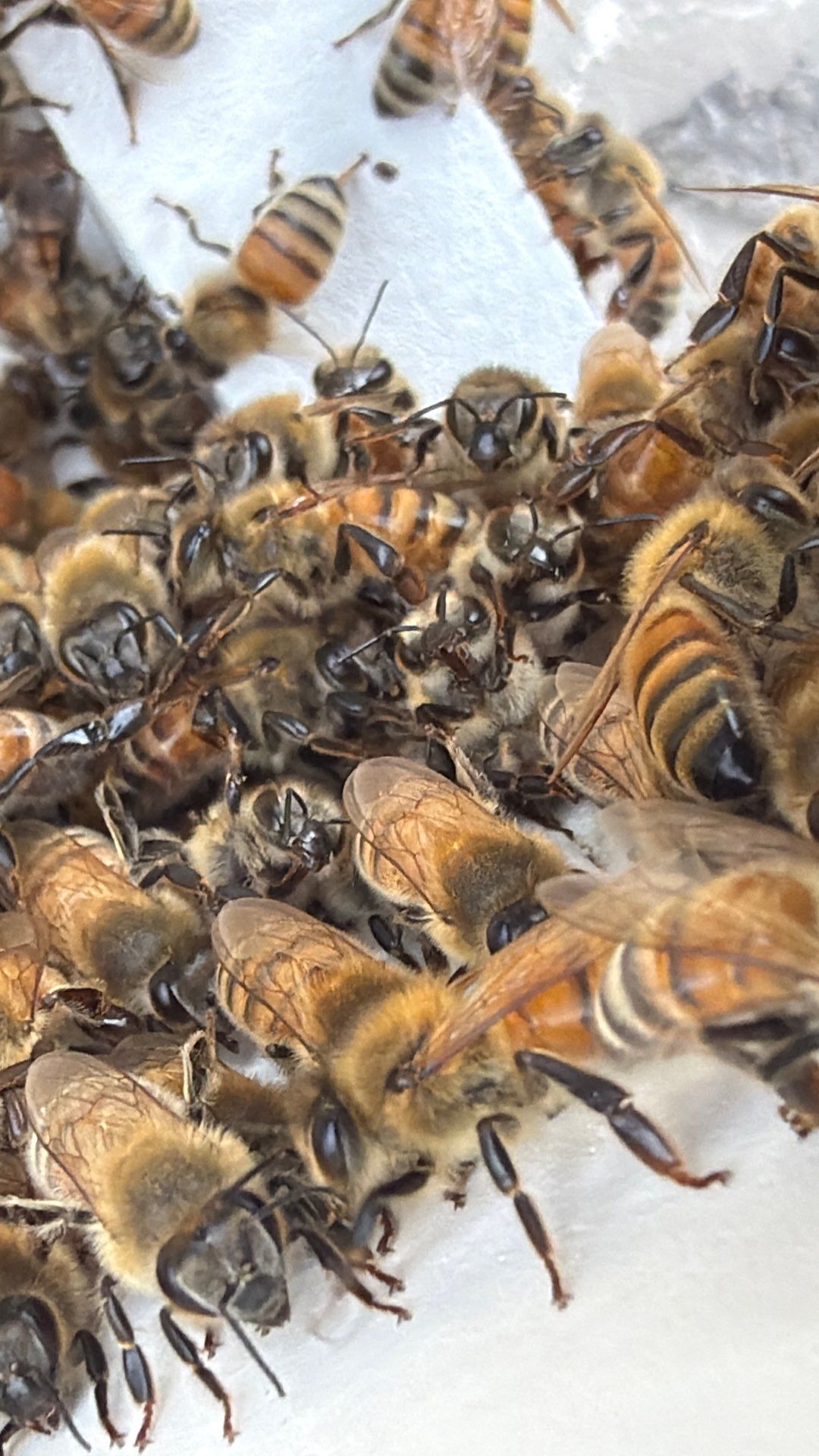 The Lion and the Lamb Apiary by Rockwall Honey Bee Company