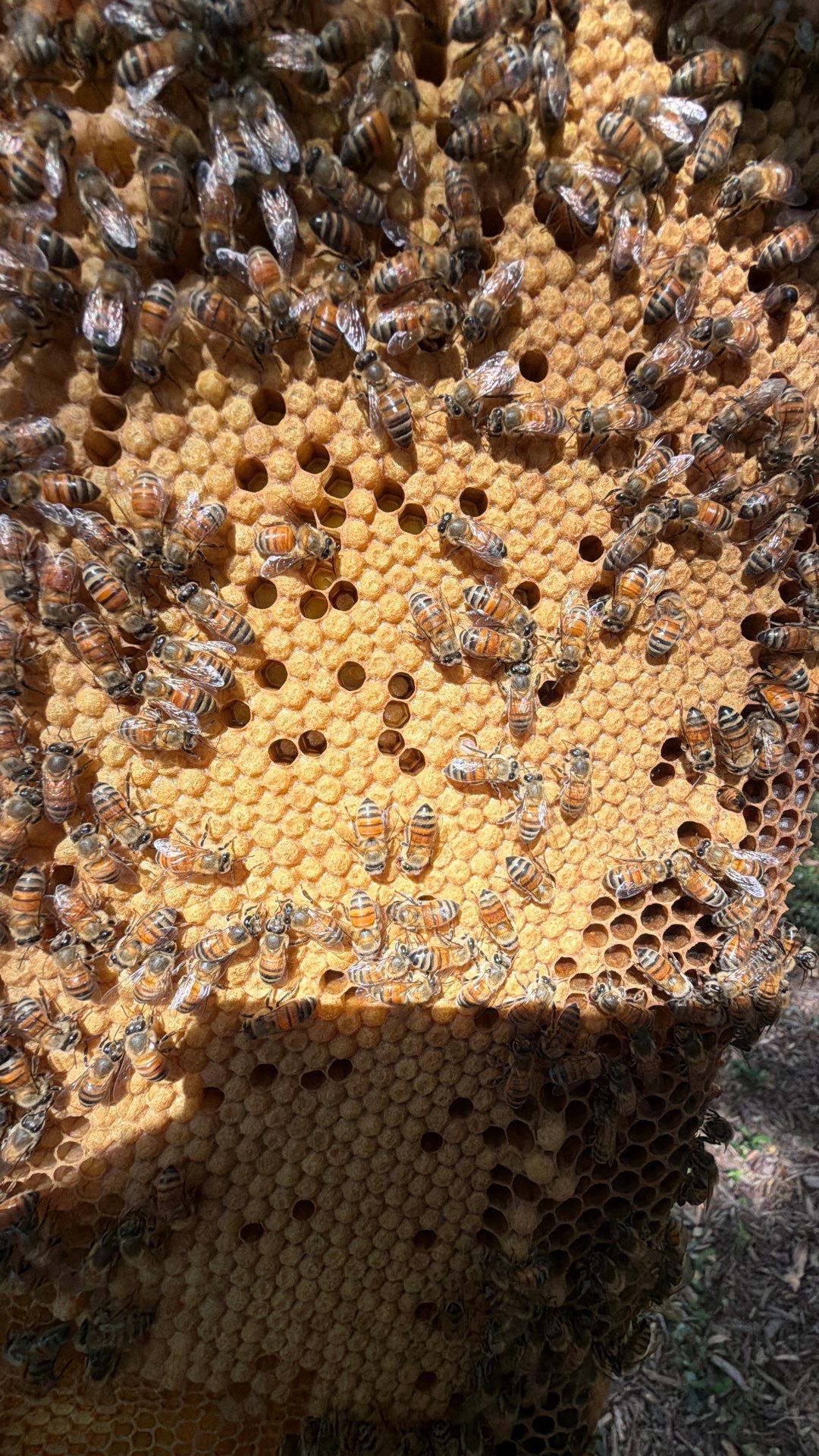 Happy Parking Lot Bee Hive by Rockwall Honey Bee Company