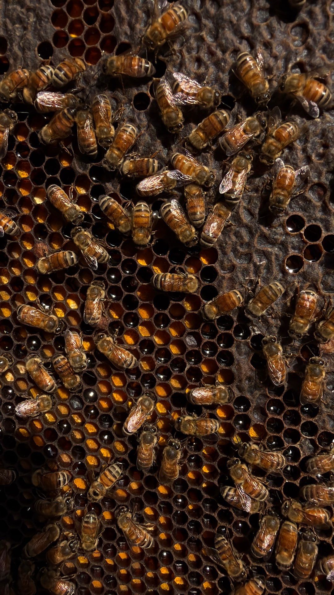 Cavnar Gang-Busters by Rockwall Honey Bee Company