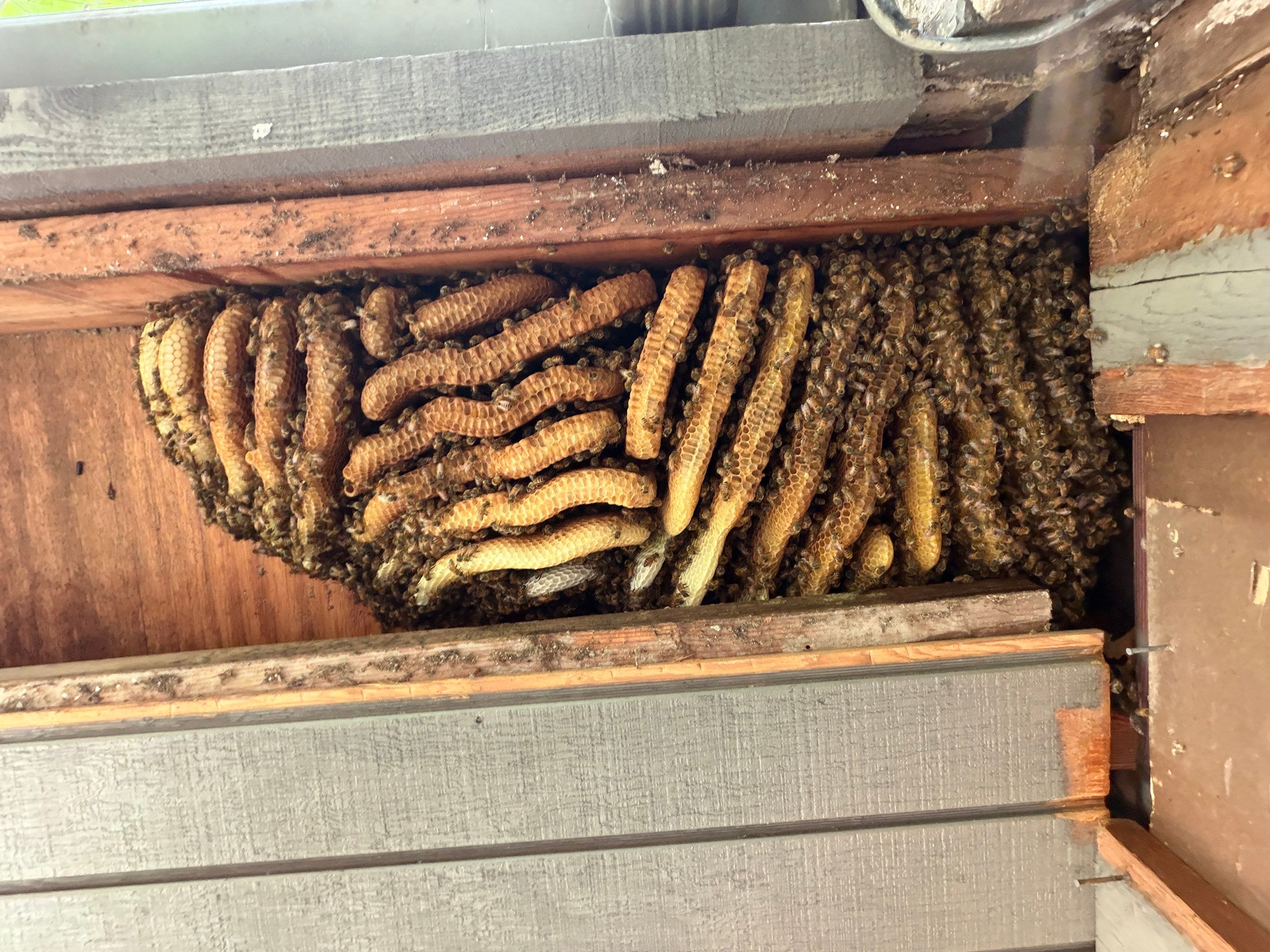 Love this house! by Rockwall Honey Bee Company