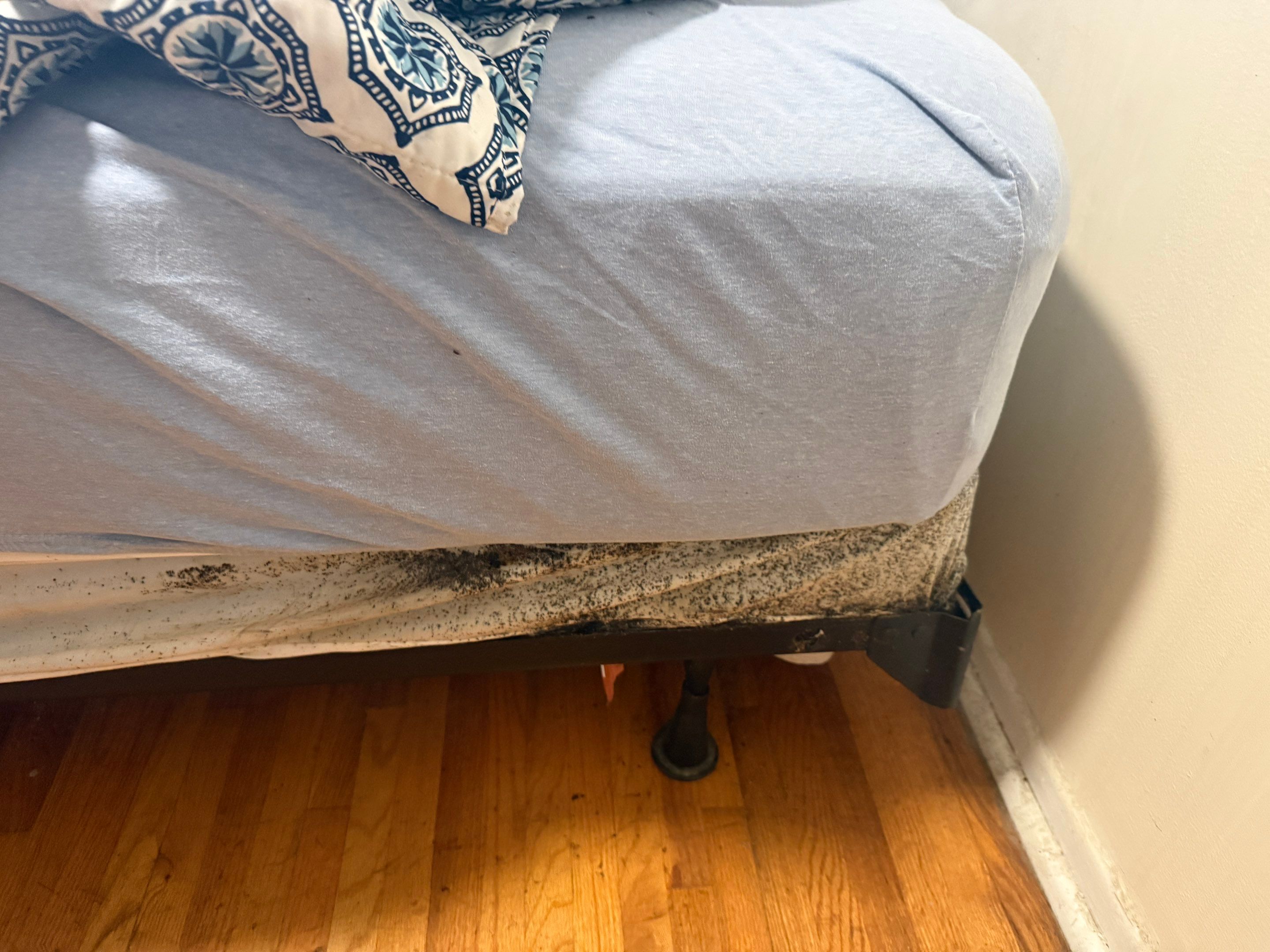 Project in Brooklyn by Ace Bedbug Exterminating