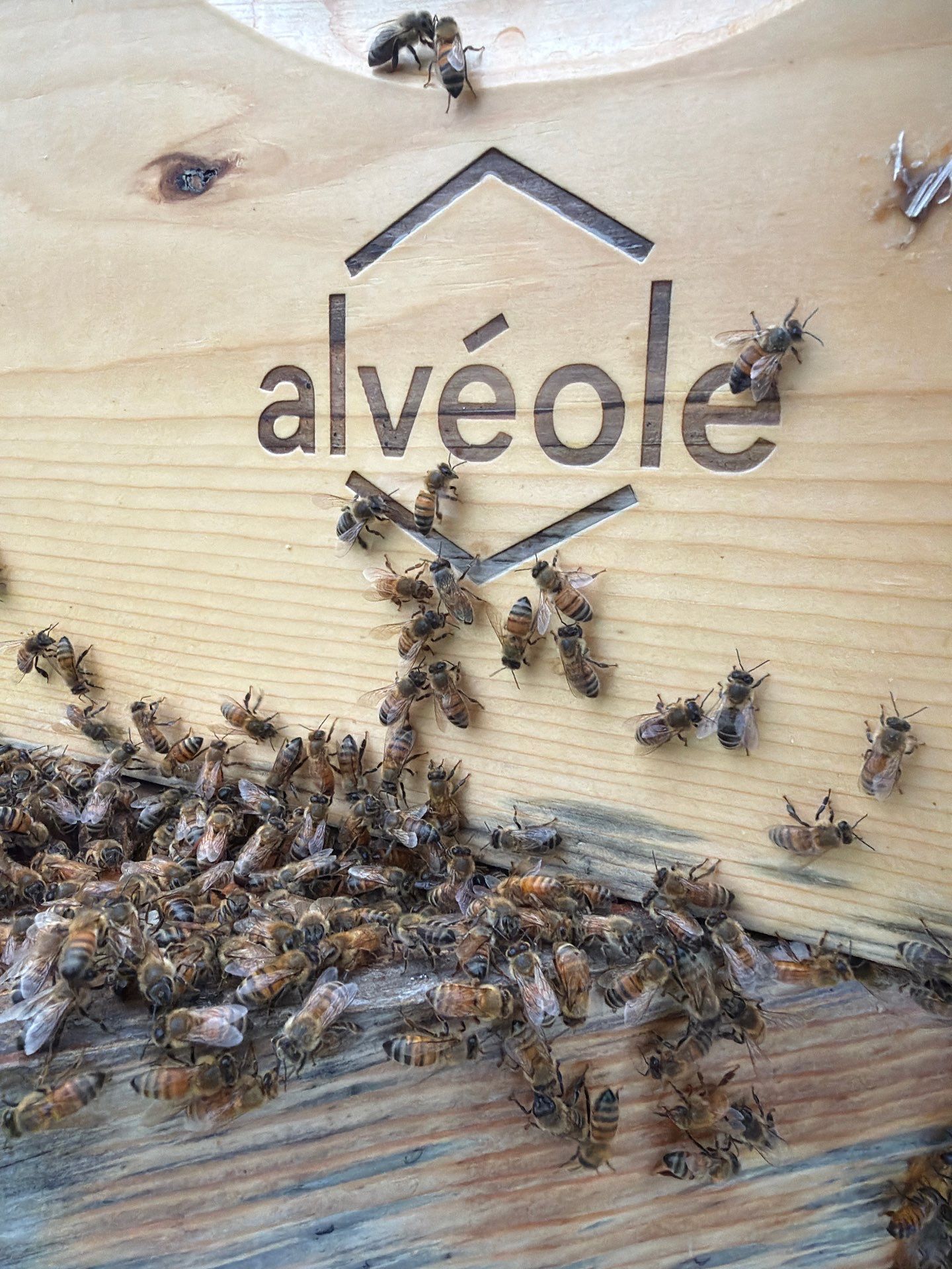 Corporate HQ by Rockwall Honey Bee Company