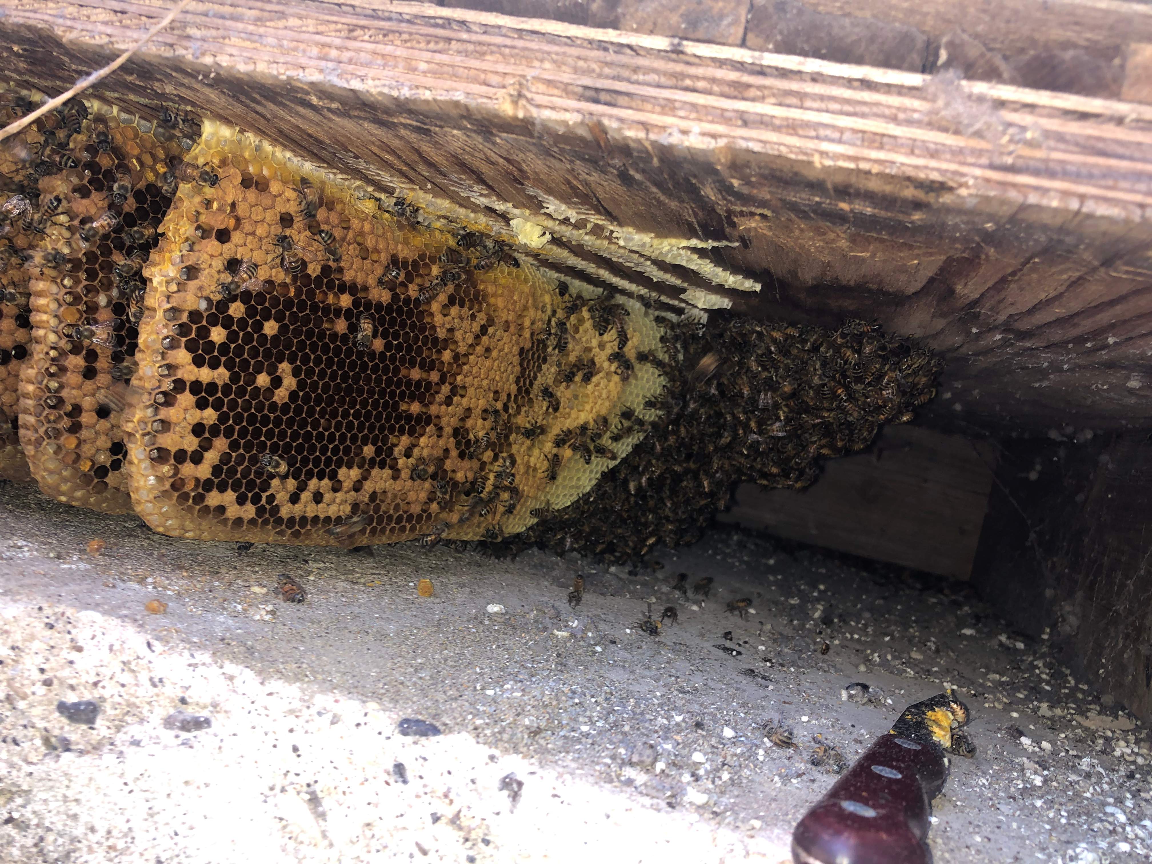 Bees Handled by Rockwall Honey Bee Company