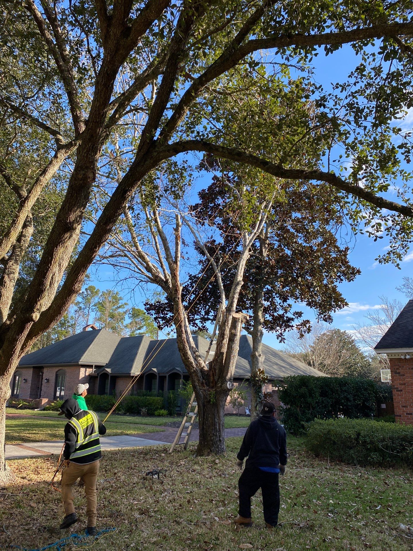 Deerwood Resident | Tree Removal & Install by ProGreen Services