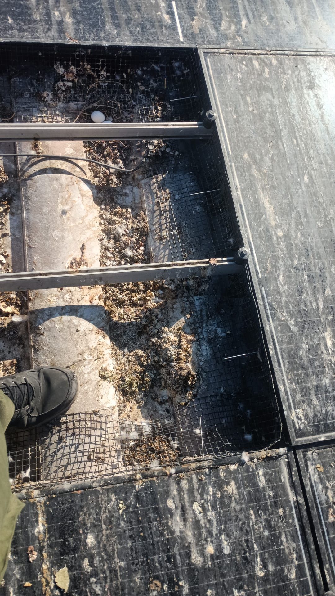 Excessive pigeon problem  by Solar Honest Cleaning 