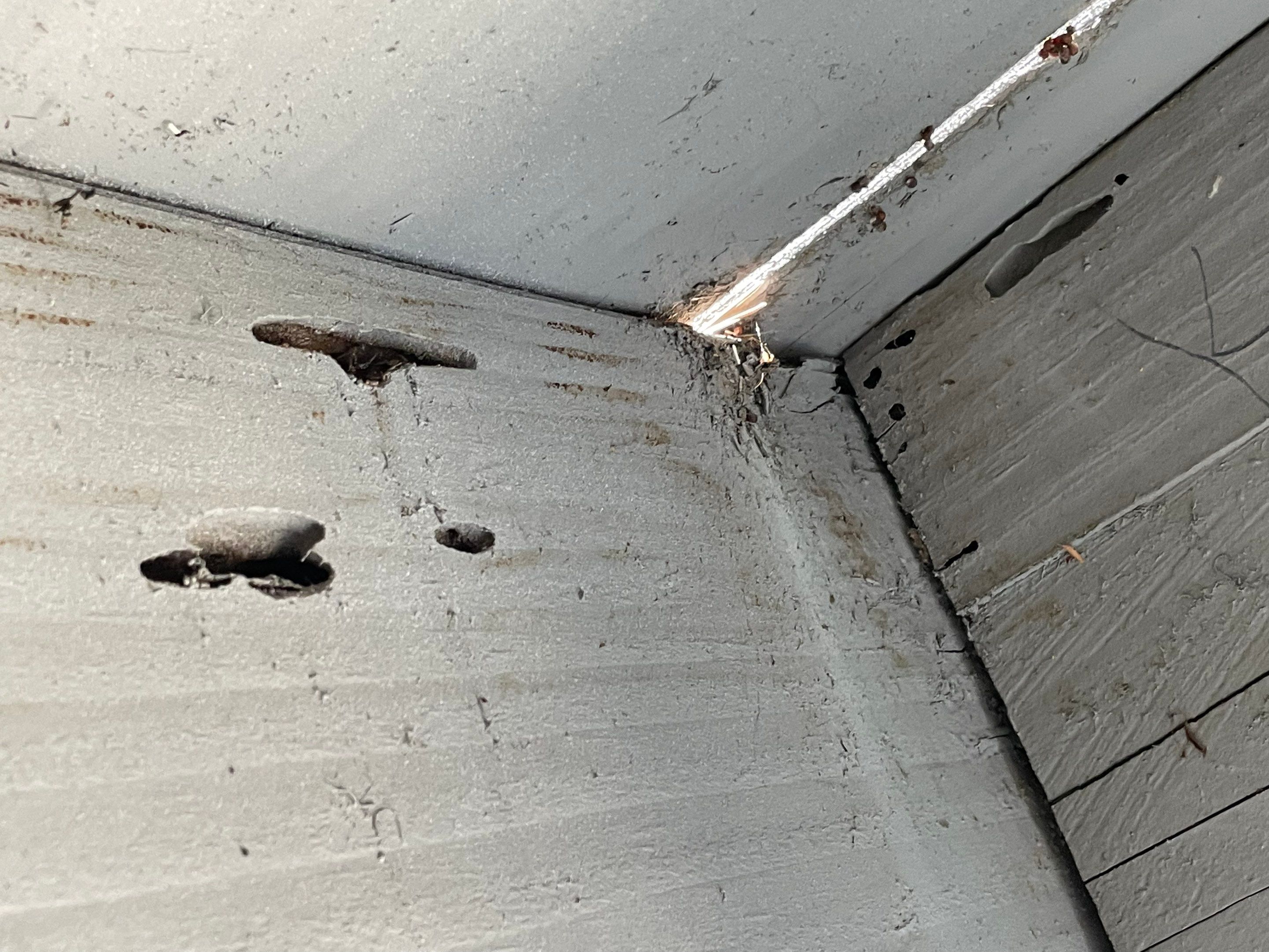 Wood Destroying Organisms Report by GLOBAL Termite Solutions