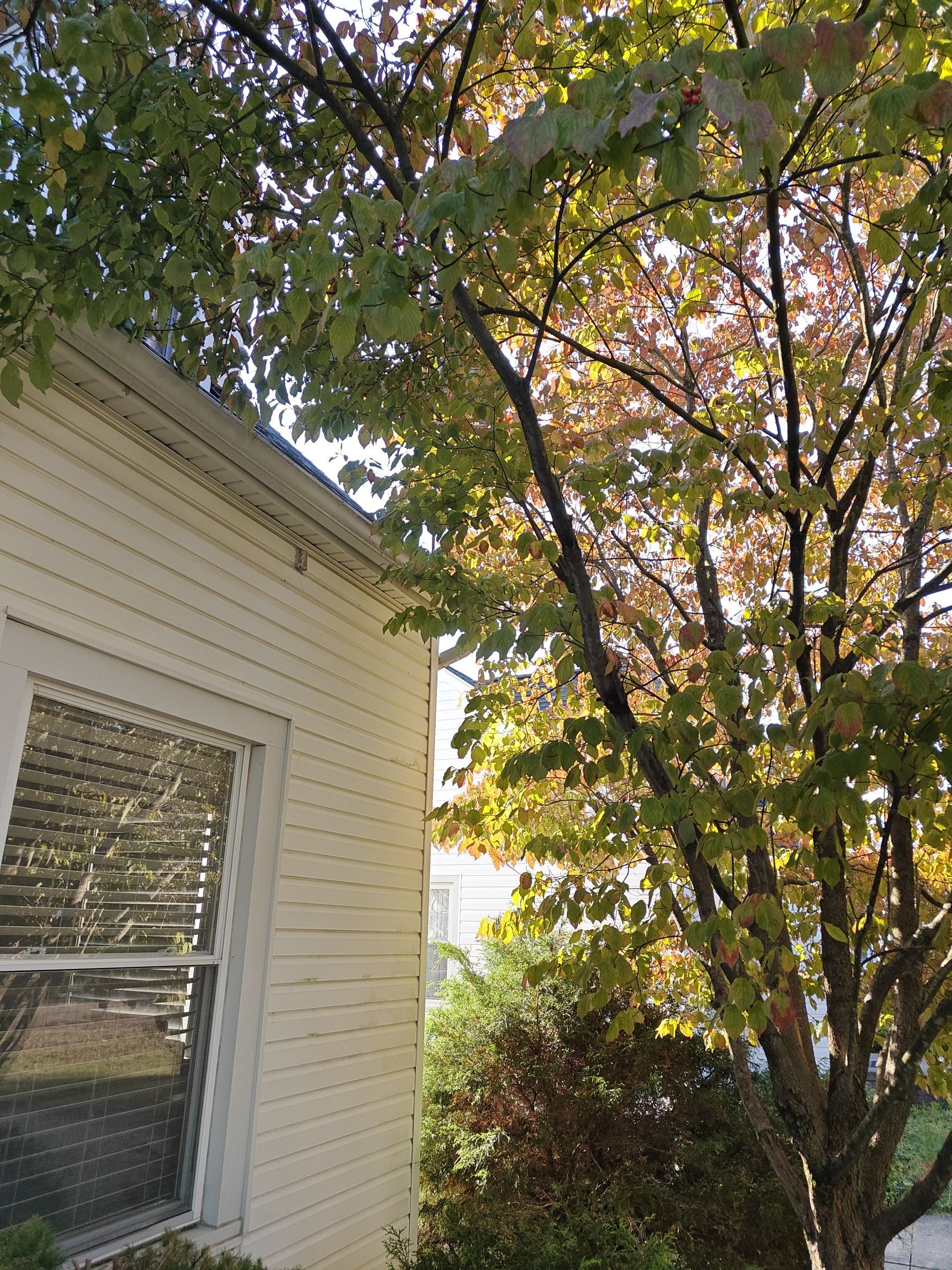 Tree Trimming using Tree Pruing by Mike Jones & Sons Tree Service LLC 