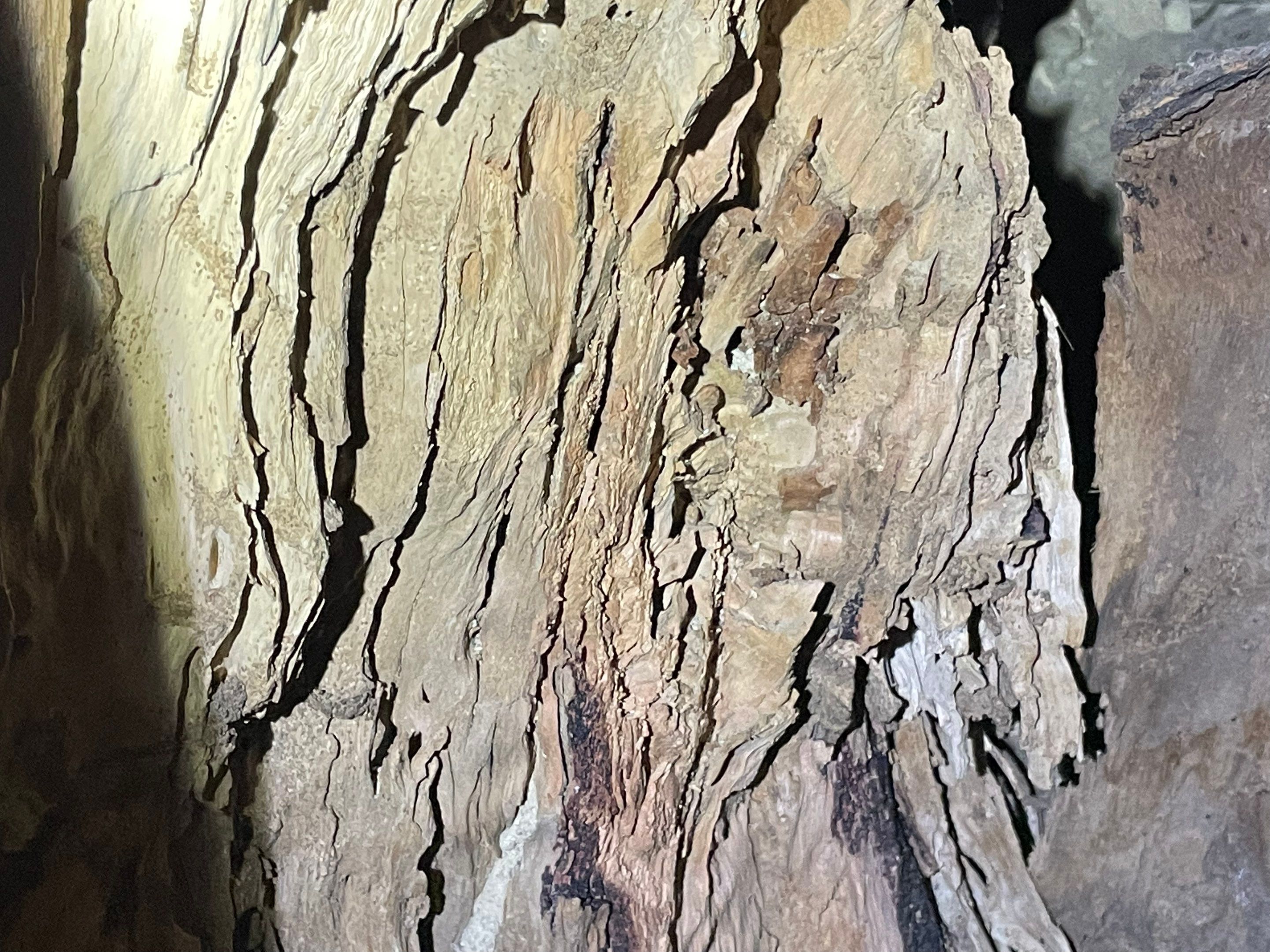 Wood Destroying Organisms Report by GLOBAL Termite Solutions