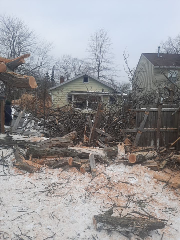 Storm Damaged Tree Removal  using Tree Removal by Mike Jones & Sons Tree Service LLC 