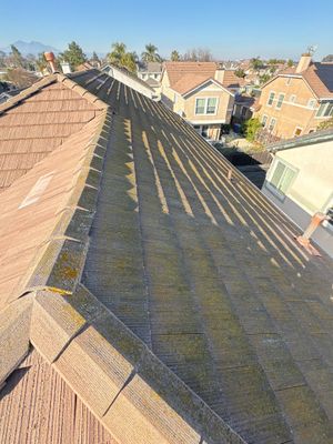 Moss Removal