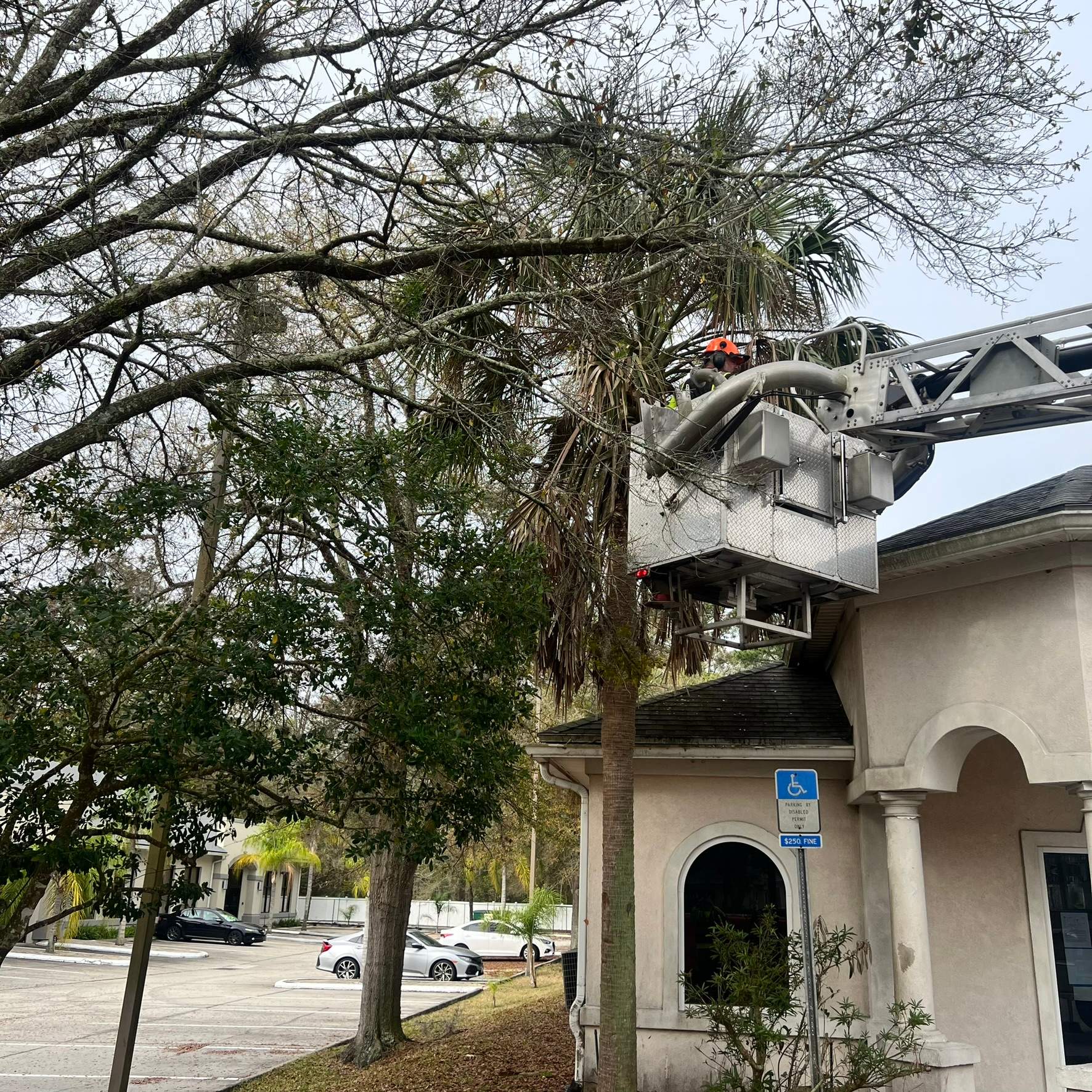 Tree Work | Great Expressions Dental by ProGreen Services