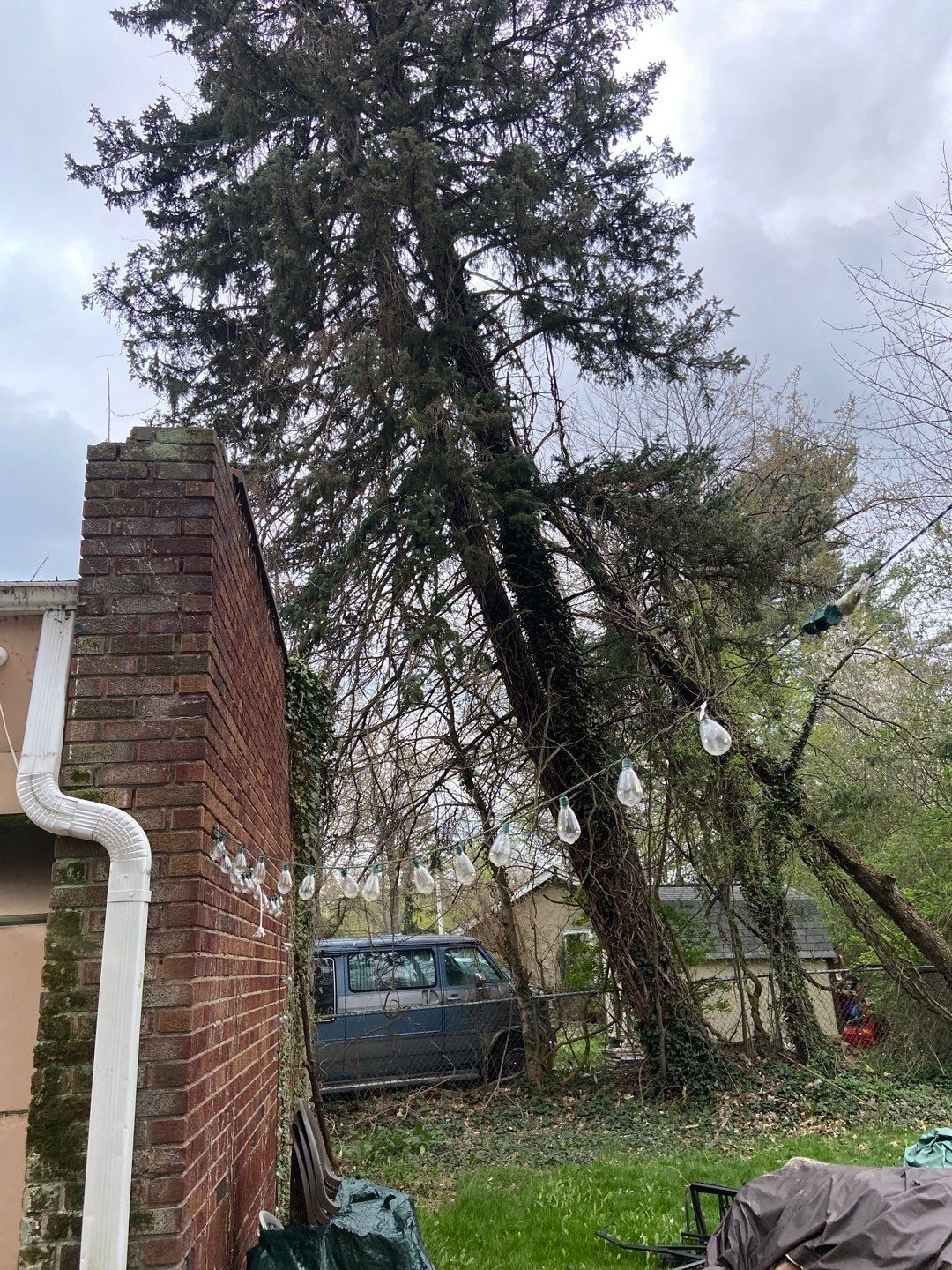 Tree Removal using Tree Removal by Mike Jones & Sons Tree Service LLC 