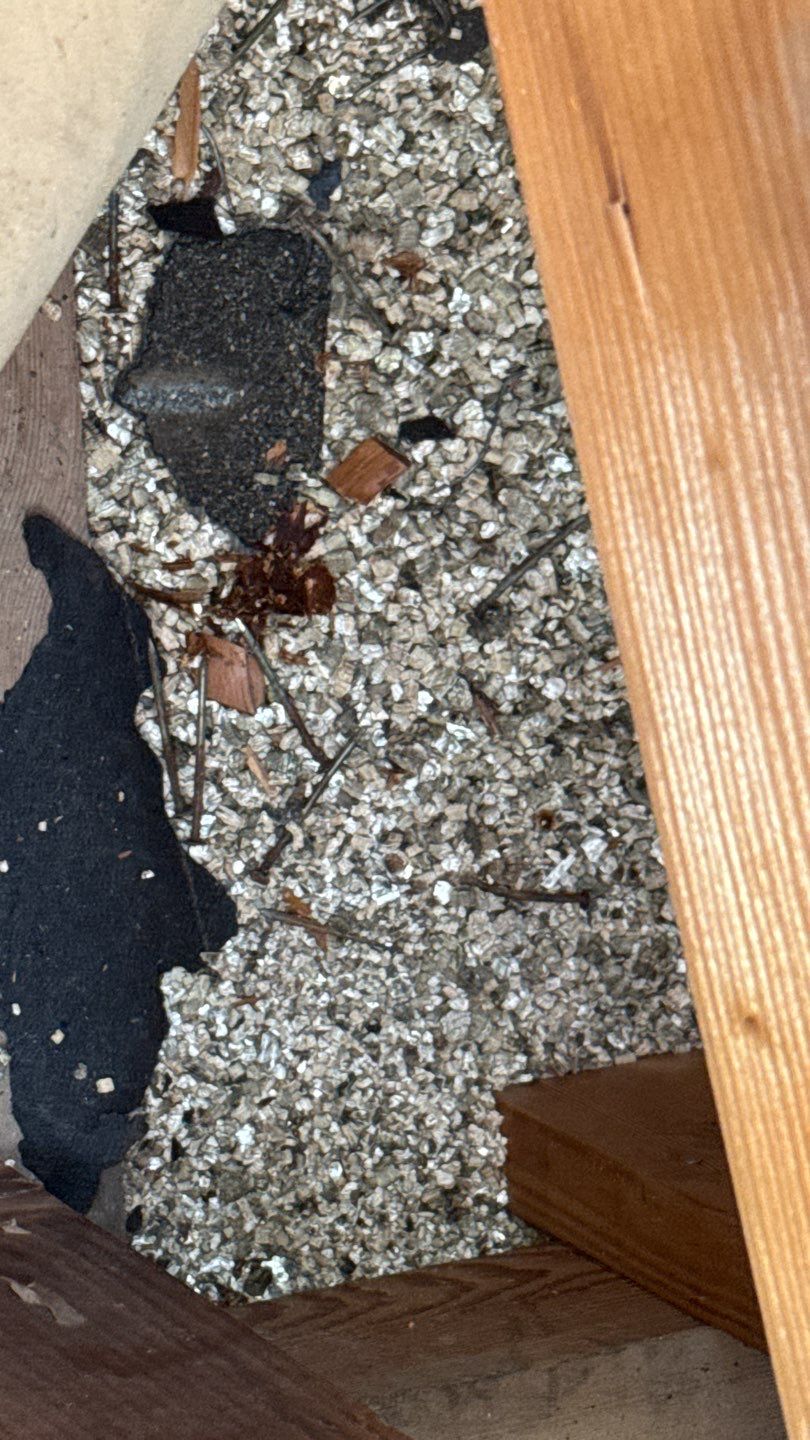 Willa Holmstock by NuLead Construction Inc