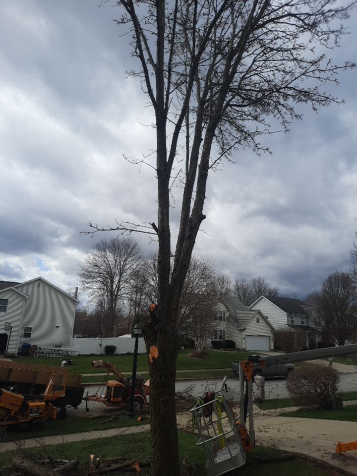 Tree Removal using Tree Removal by Mike Jones & Sons Tree Service LLC 