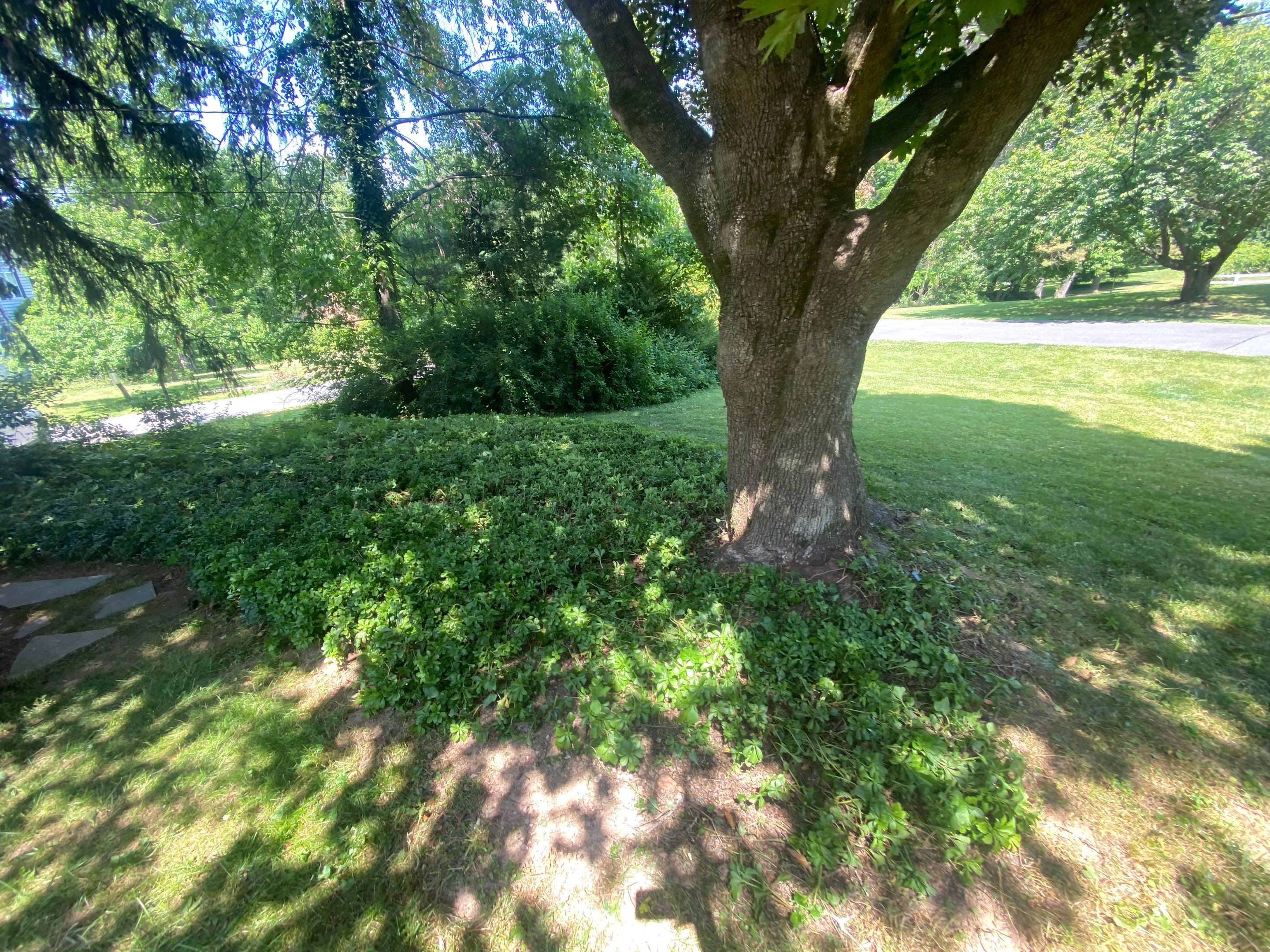 Landscape cleanup & drainage by The Smet Companies, LLC