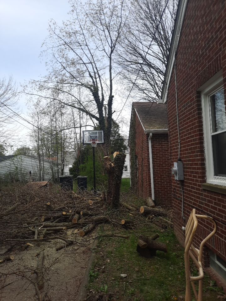 Tree Removal using Tree Removal by Mike Jones & Sons Tree Service LLC 