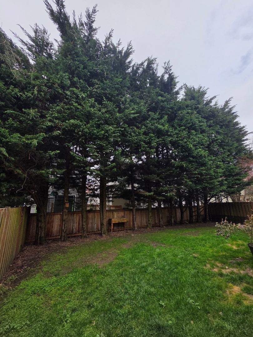 Tree Removal & Stump Grinding in Maple Valley (Residential Property Line Project) by Sound Tree Care LLC