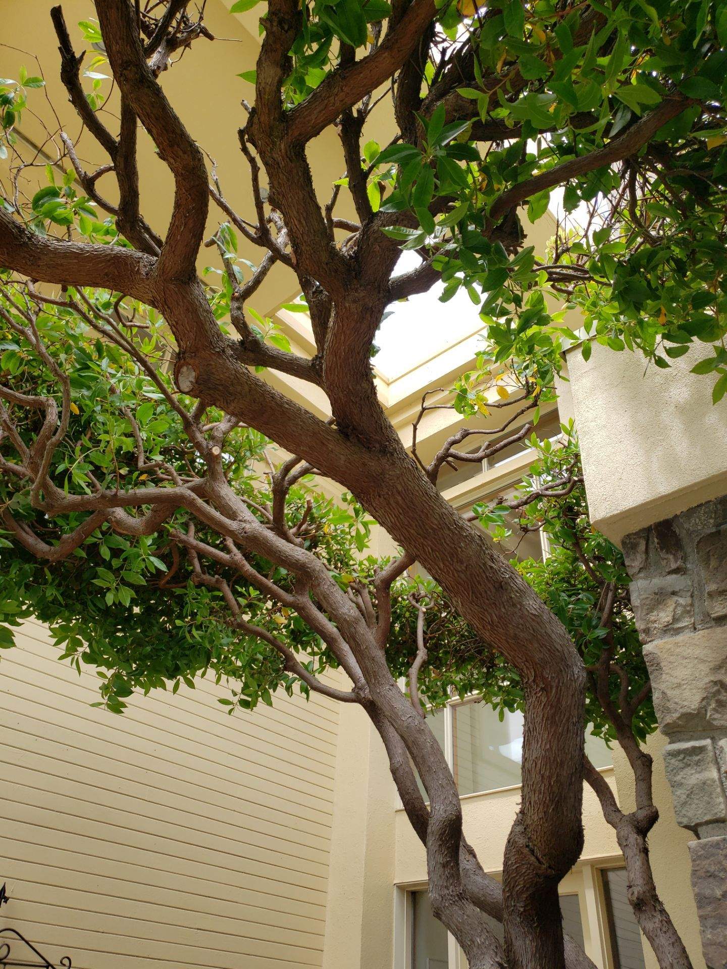Garden Care - Oak Bay Residence by Habanero Garden and Exterior Care