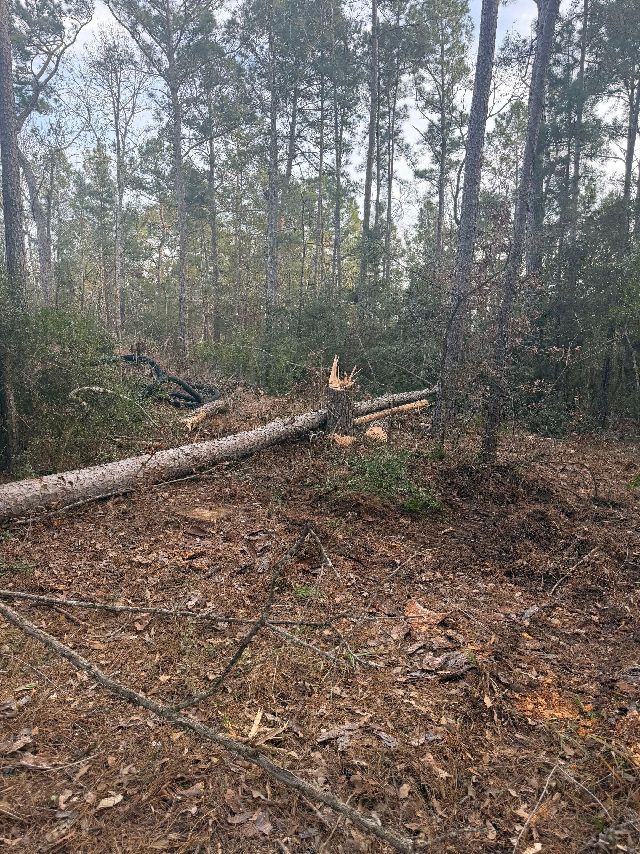 Saw Stuck In A Tree by Harden Enterprise Services LLC