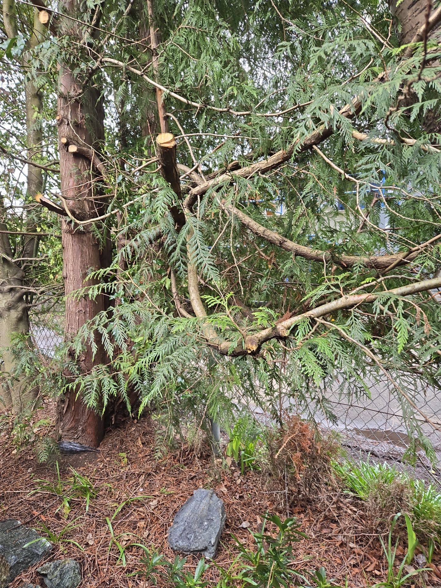 Complete backyard transformation by Habanero Garden and Exterior Care