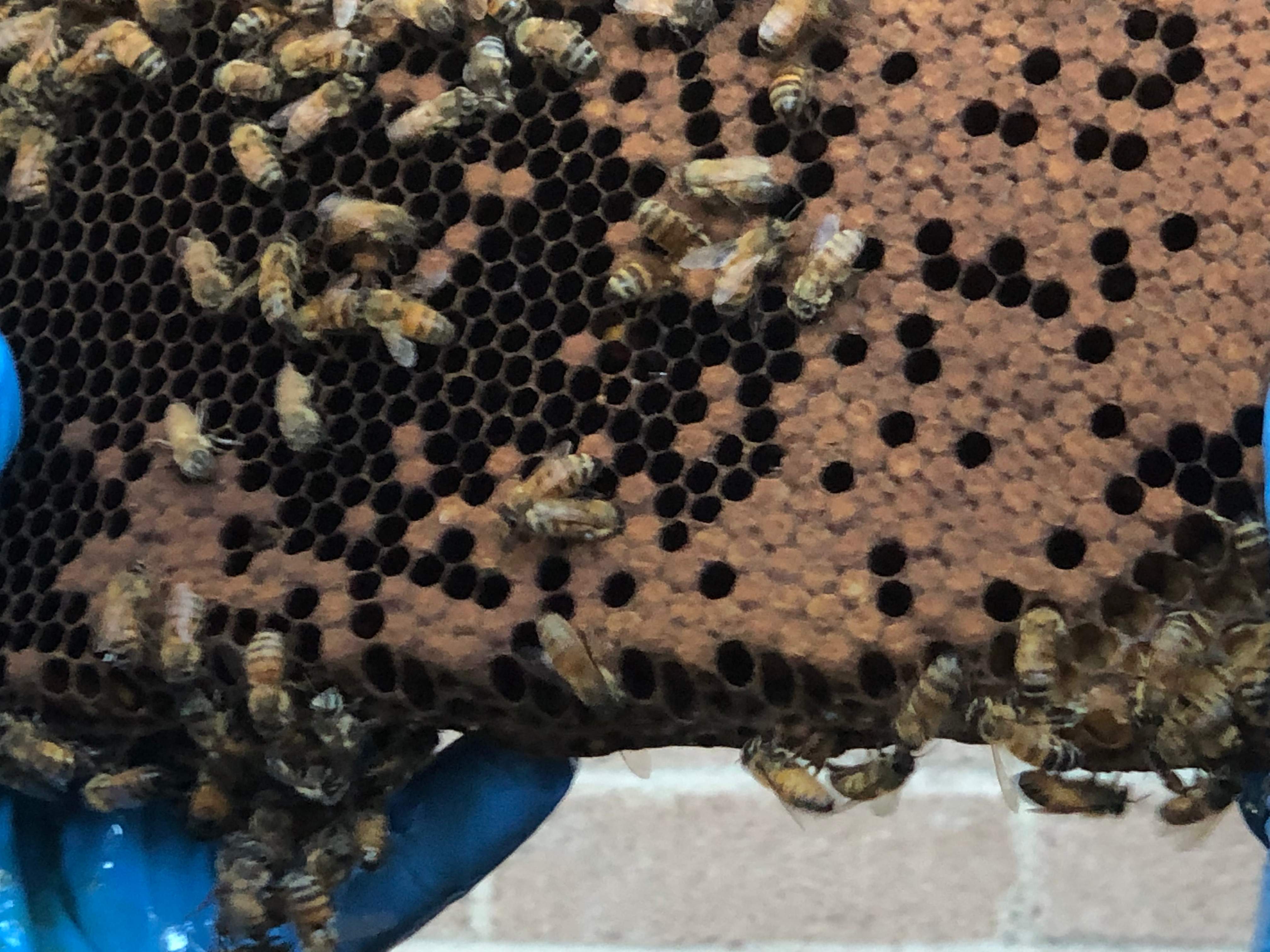 Bearding Bees by Rockwall Honey Bee Company