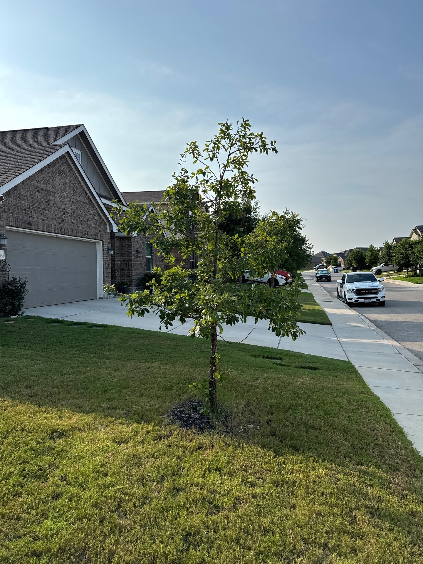 Wortham Oaks - San Antonio, TX by Hole In One Lawns, LLC