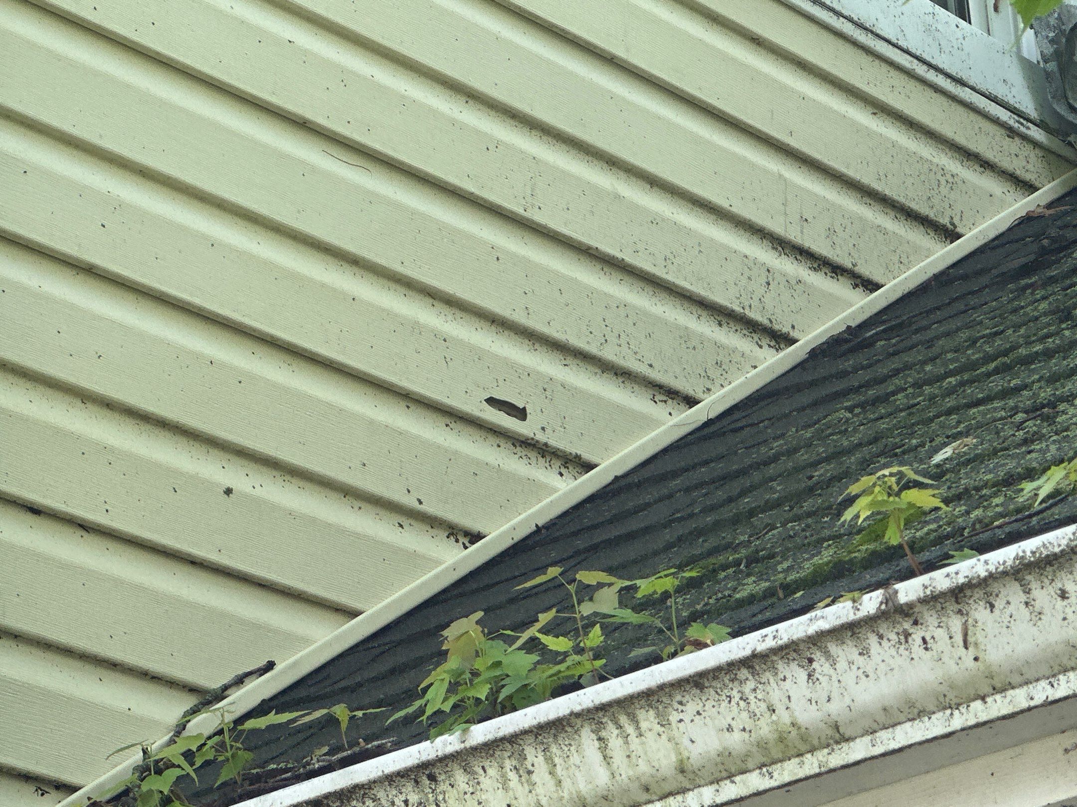 Jonathon Salmons Hail & Tree Damage Report by Constructive Project Management