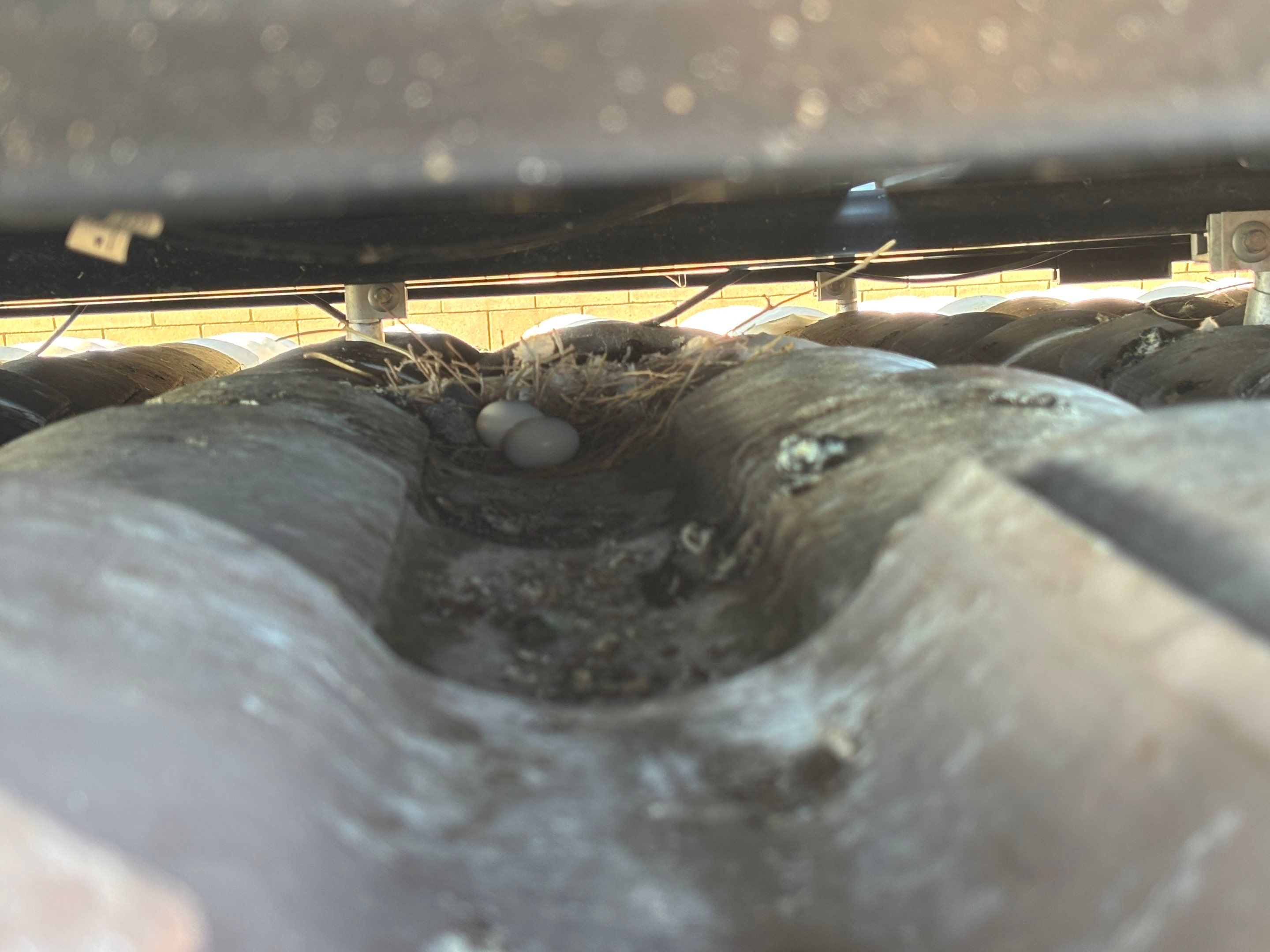 Bird Proofing Project in Victorville Ca by Palm Coast Solar Cleaning