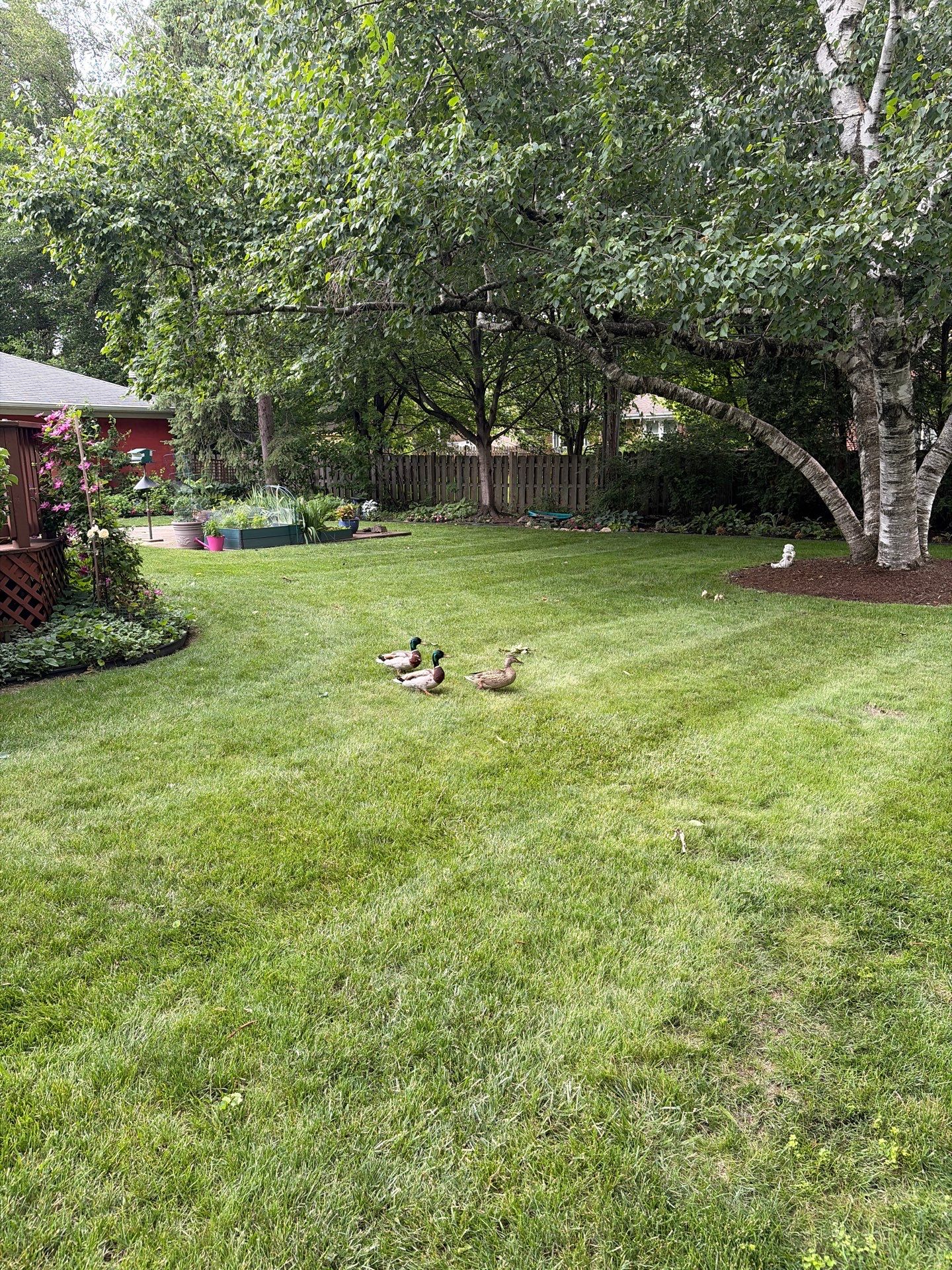 Al K. - Arlington Heights, IL by A&N