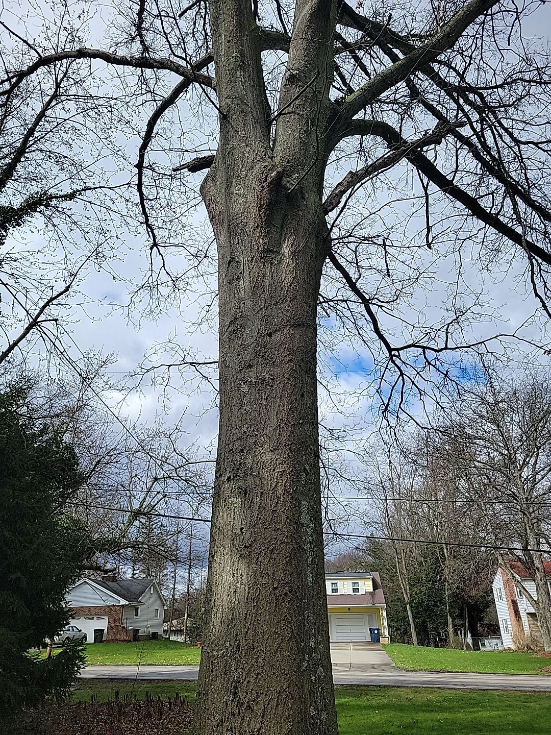Tree Trimming using Tree Pruing by Mike Jones & Sons Tree Service LLC 