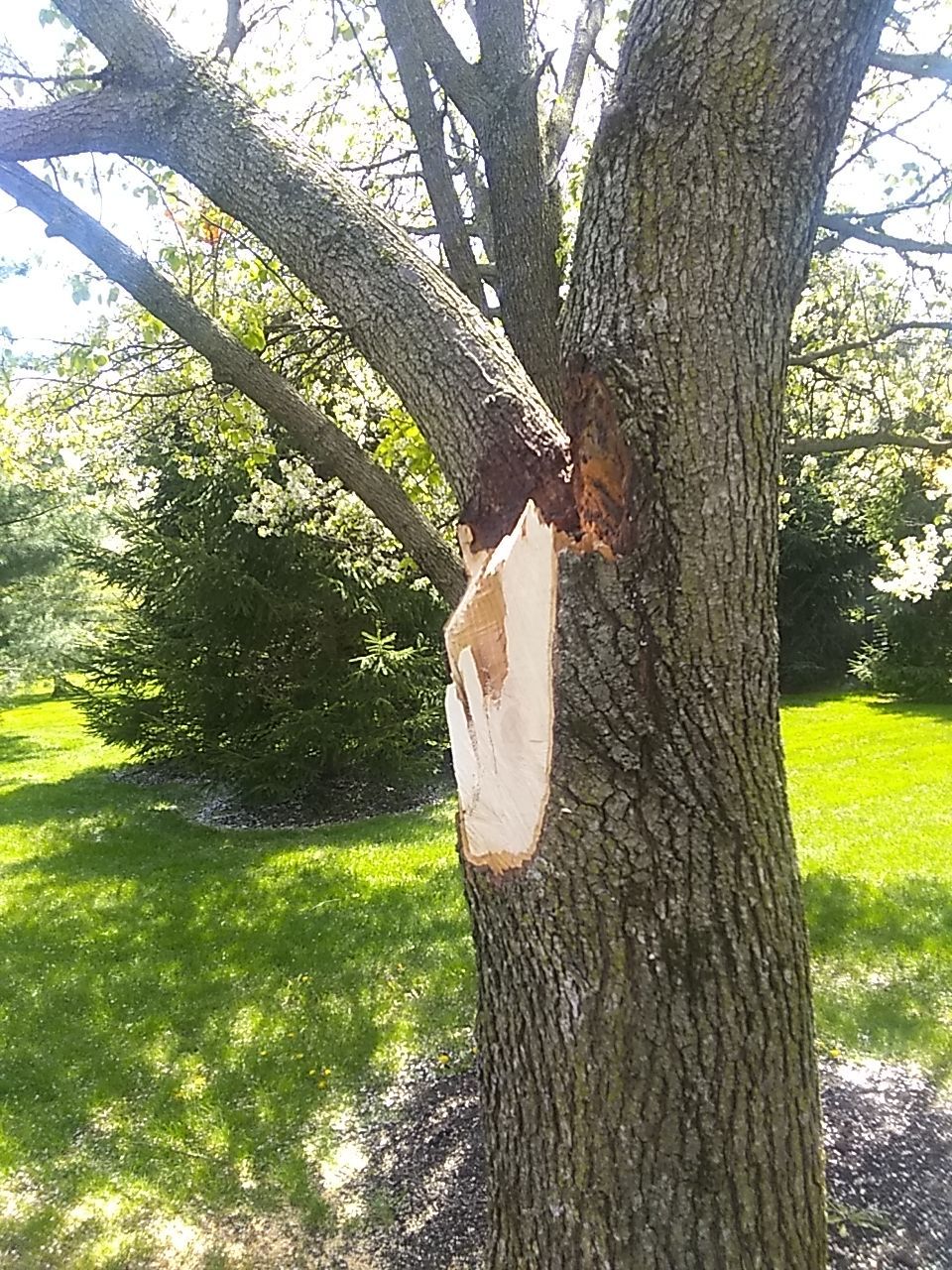 Tree Trimming using Tree Pruing by Mike Jones & Sons Tree Service LLC 