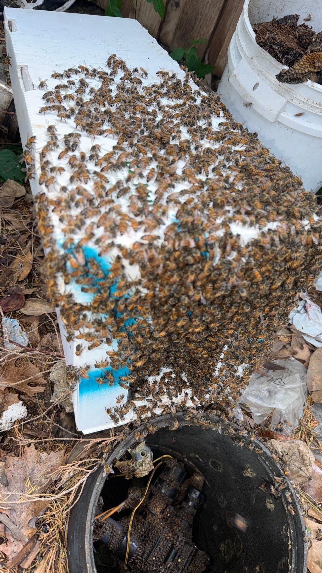 Mossy Mystery Bees by Rockwall Honey Bee Company