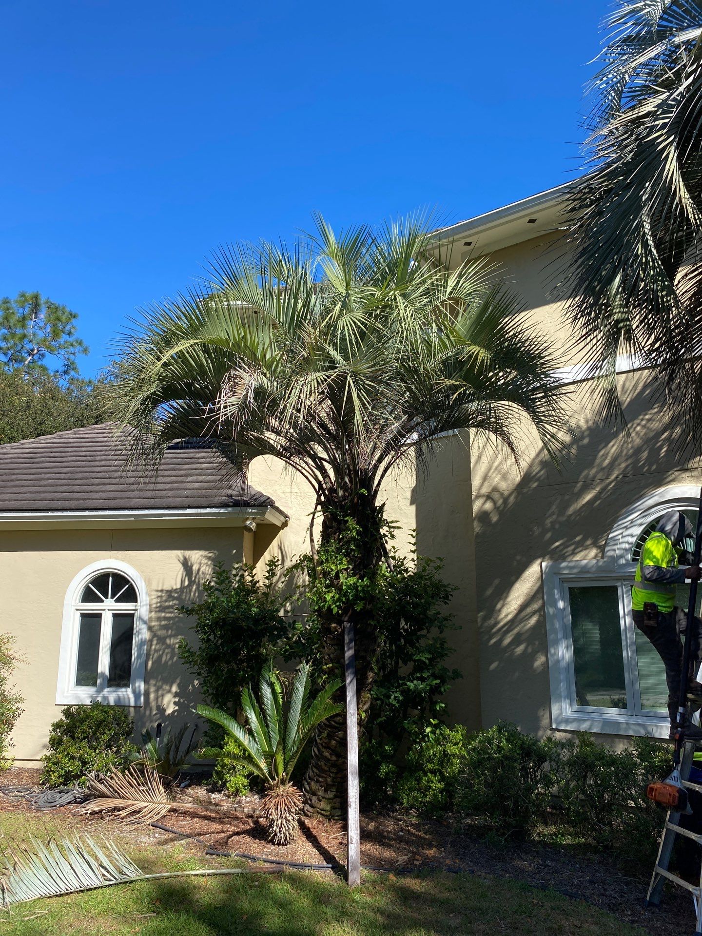 Deerwood Residence | Tree Work by ProGreen Services