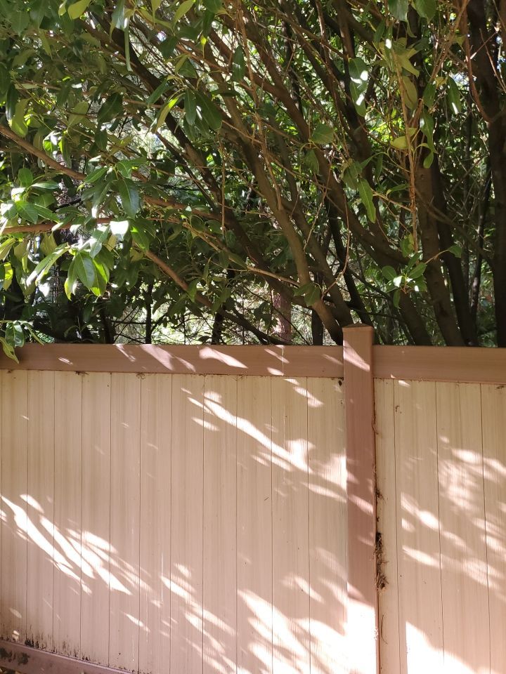 Tree Removal using Tree Removal by Mike Jones & Sons Tree Service LLC 