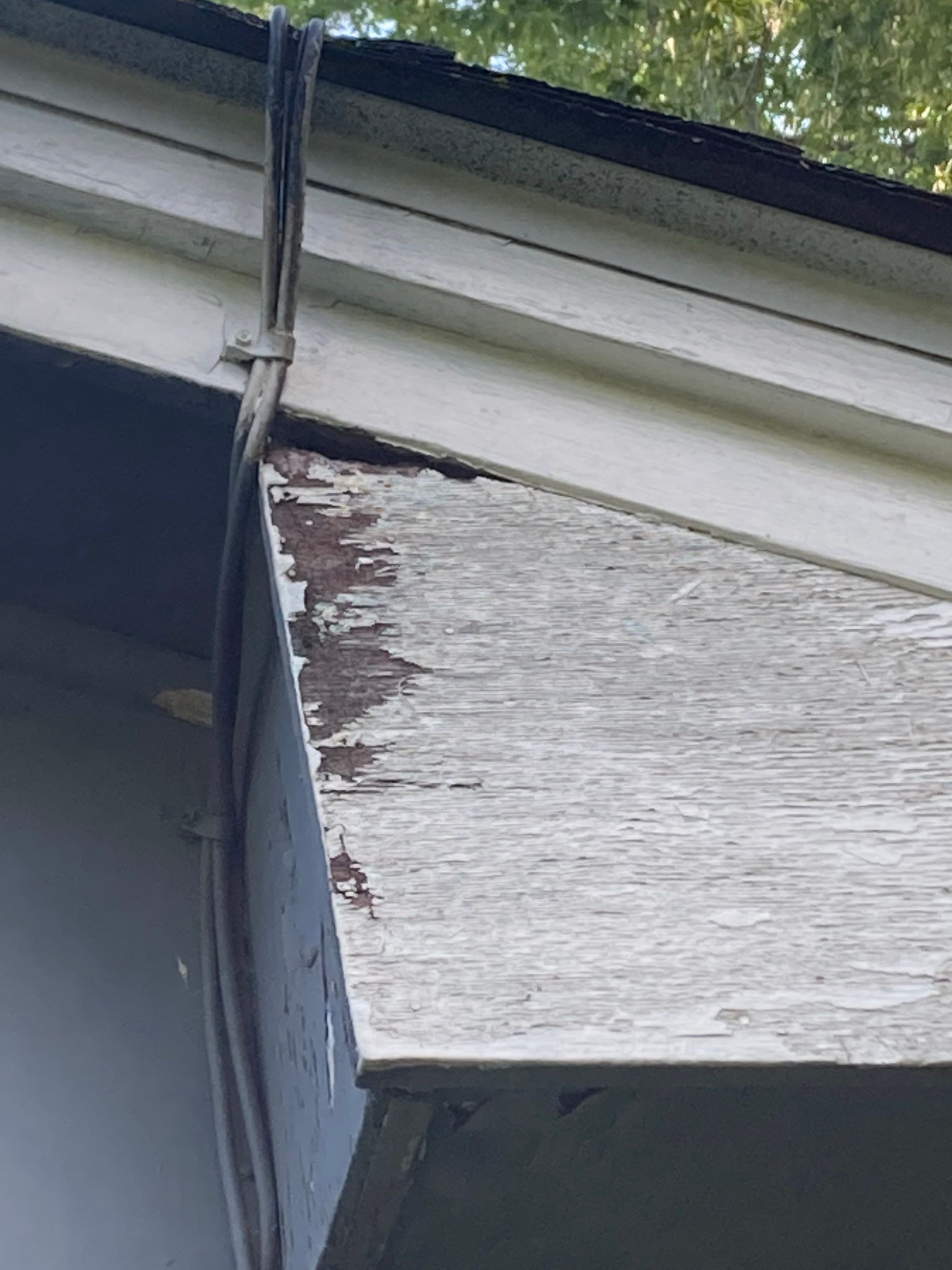 Soffit- End Squirrel entry by Abra Kadabra Pest And Wildlife 