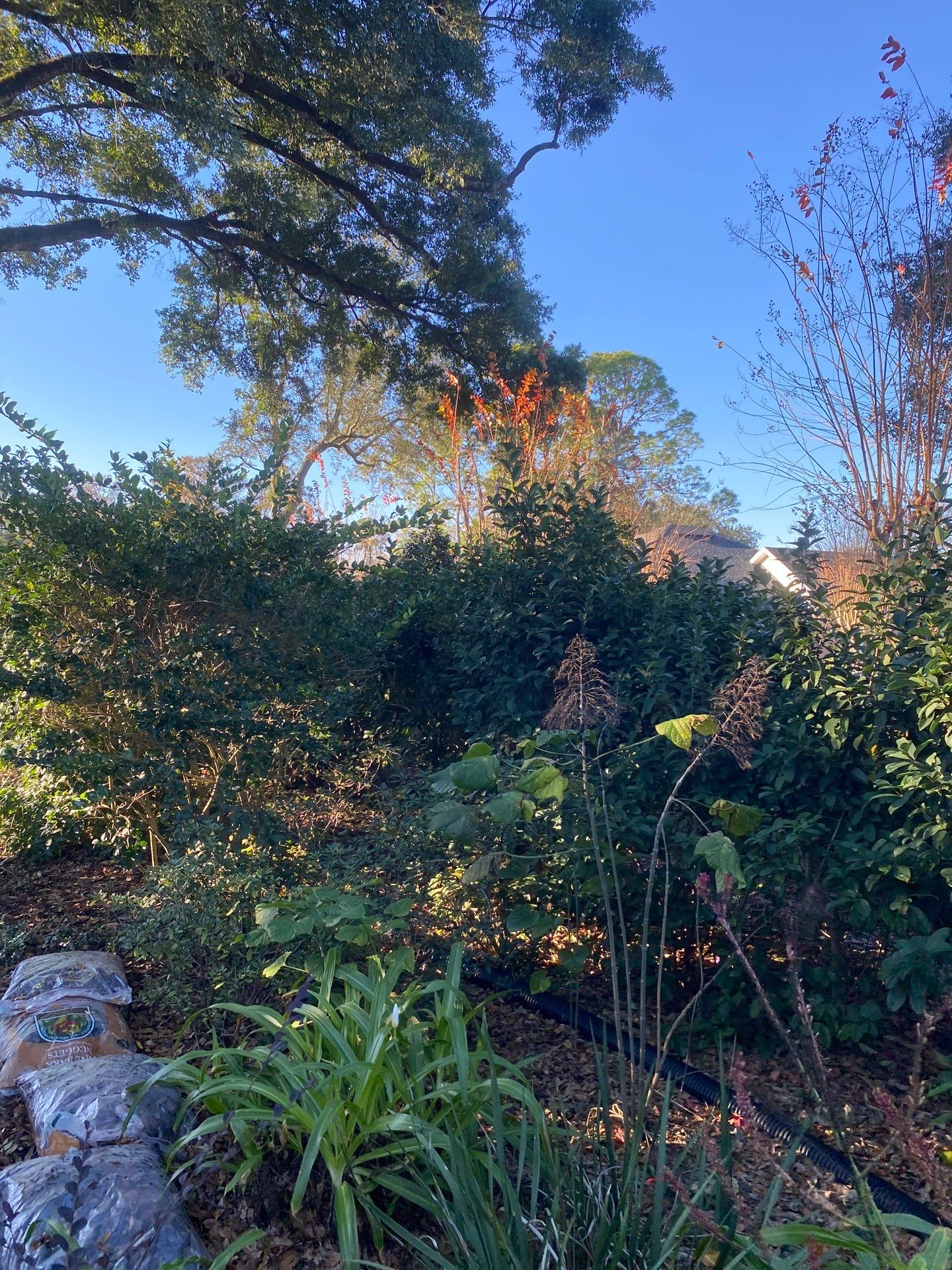 Deerwood Resident | Tree Removal by ProGreen Services