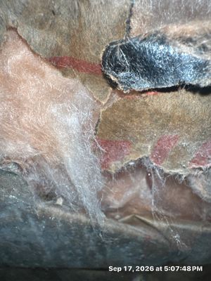 Burst Pipe Water Damage — Estero, FL