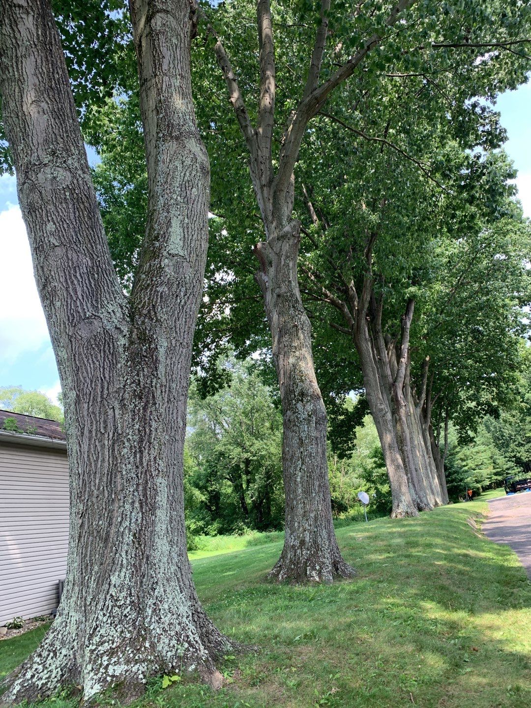 Tree Trimming & Tree Removal in Akron Ohio by Mike Jones & Sons Tree Service LLC 