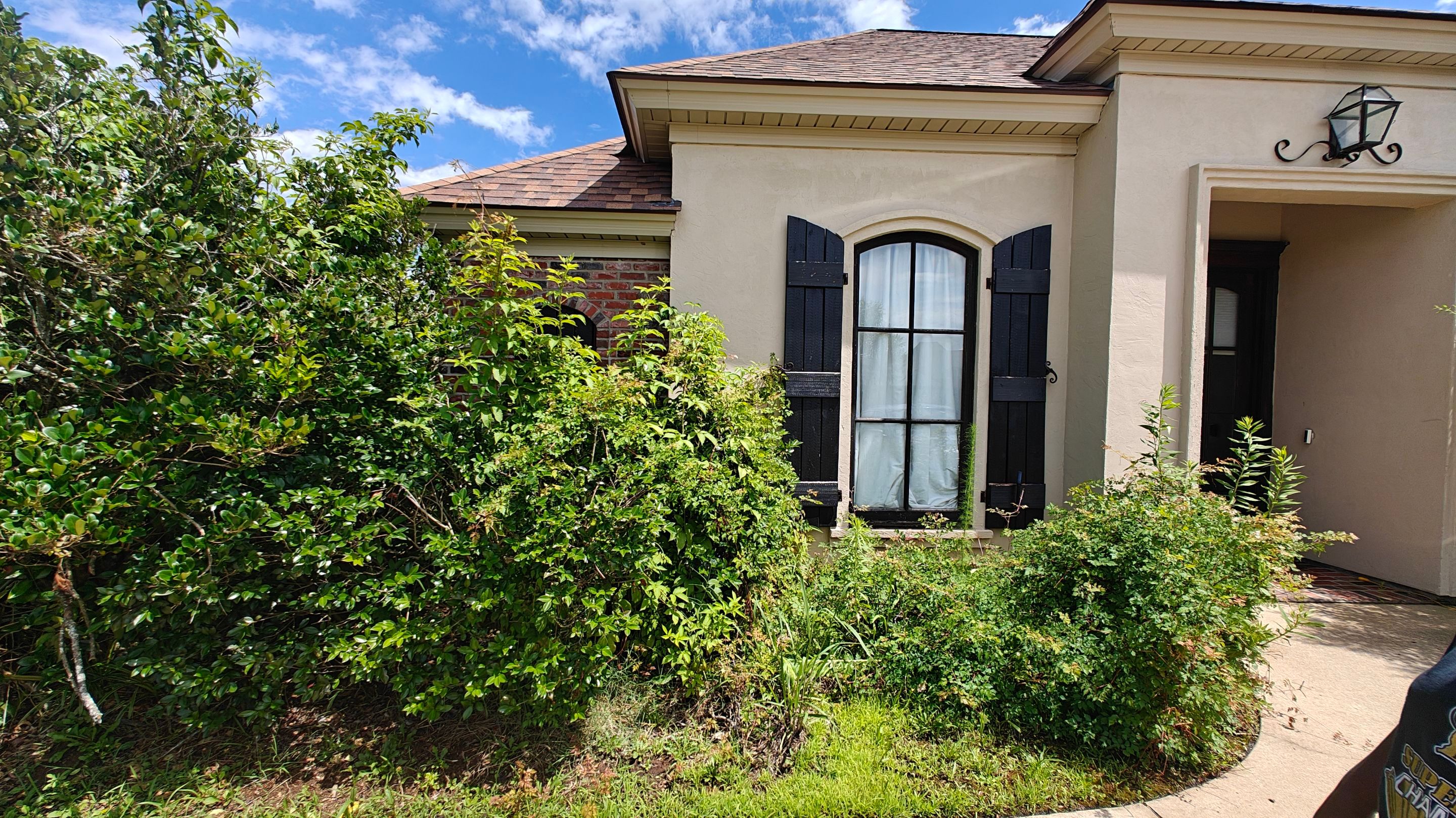Hedge Trimming and Removal by College Bros Outdoor services