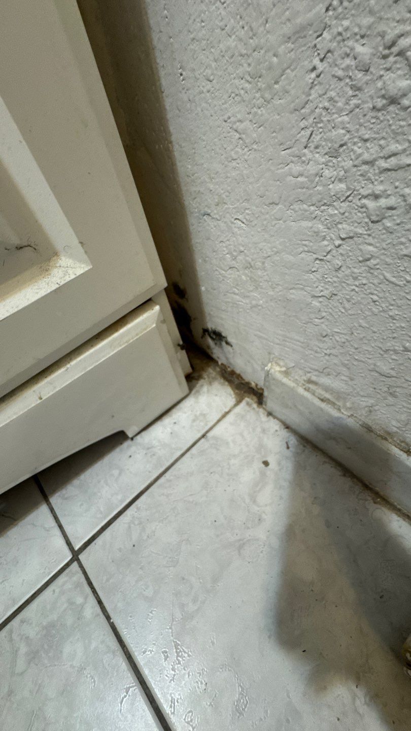 Mold Damage Project in Denver by Accountable Home Services