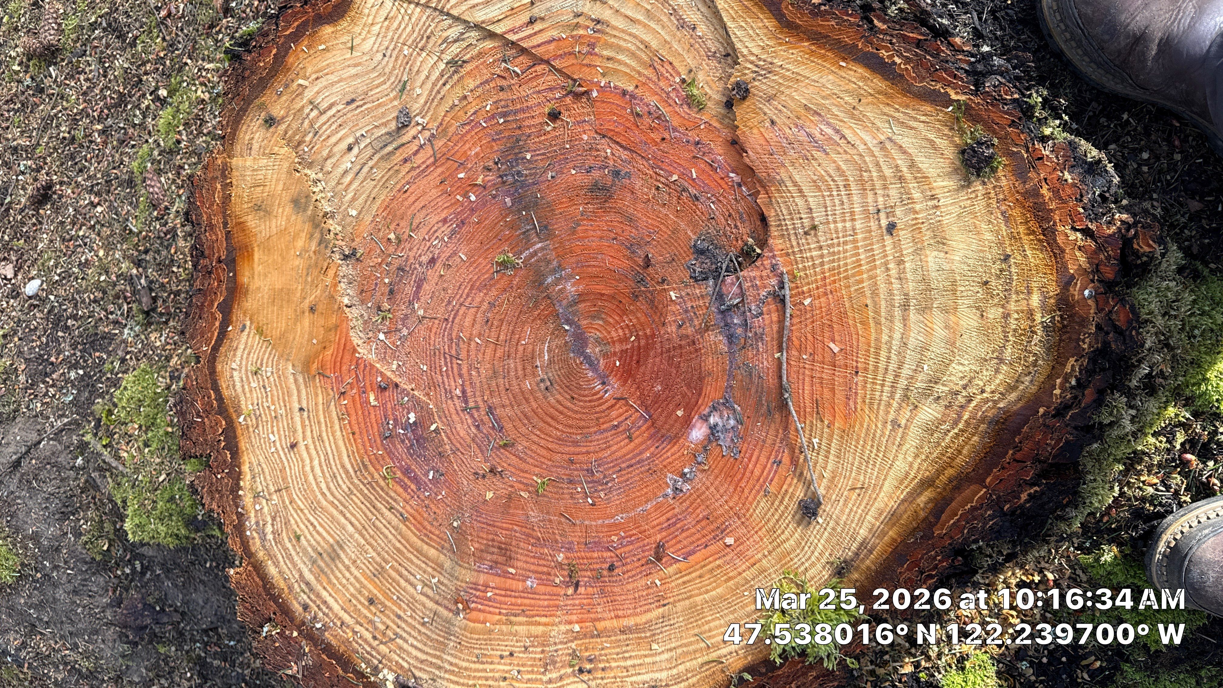 Hazardous Douglas-Fir Tree Removal and Tree Risk Assessment in Mercer Island, WA by Sound Tree Care LLC