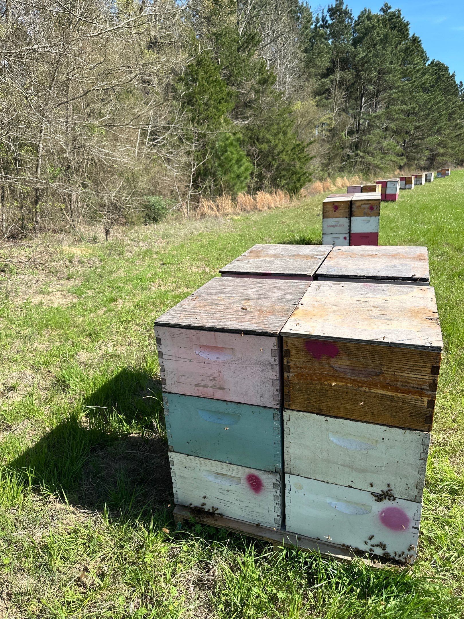 W Family Apiary by Rockwall Honey Bee Company