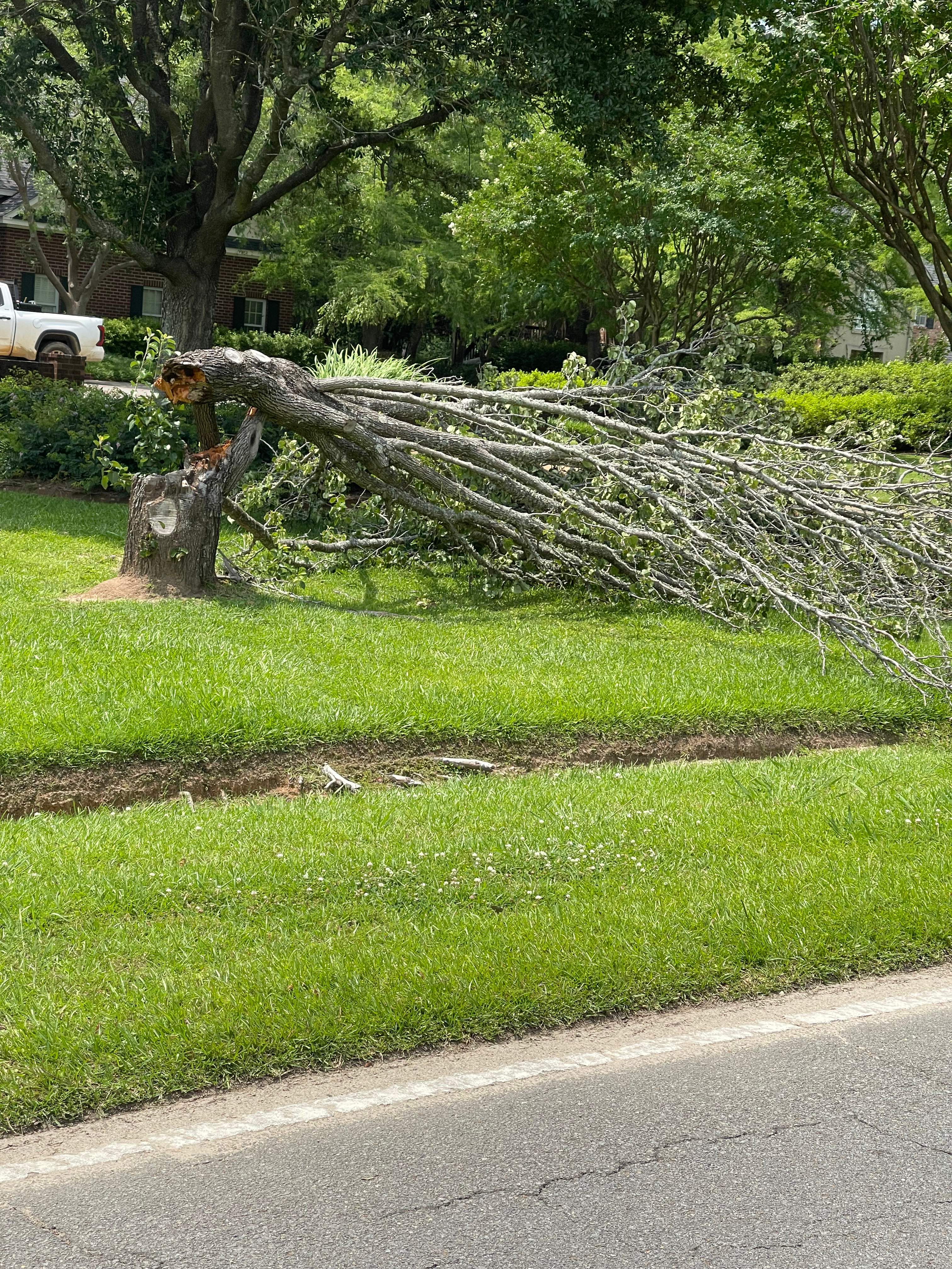 Removal of Fallen Tree by College Bros Outdoor services