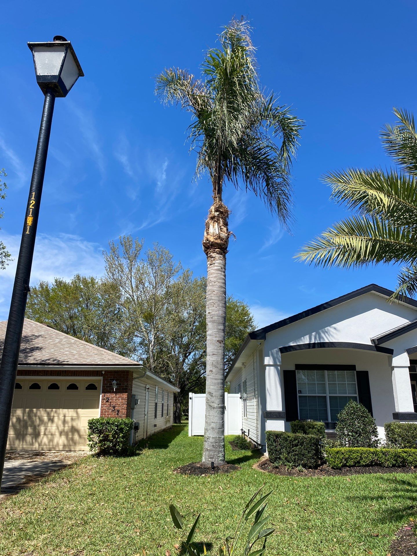 Residential | Tree Service by ProGreen Services