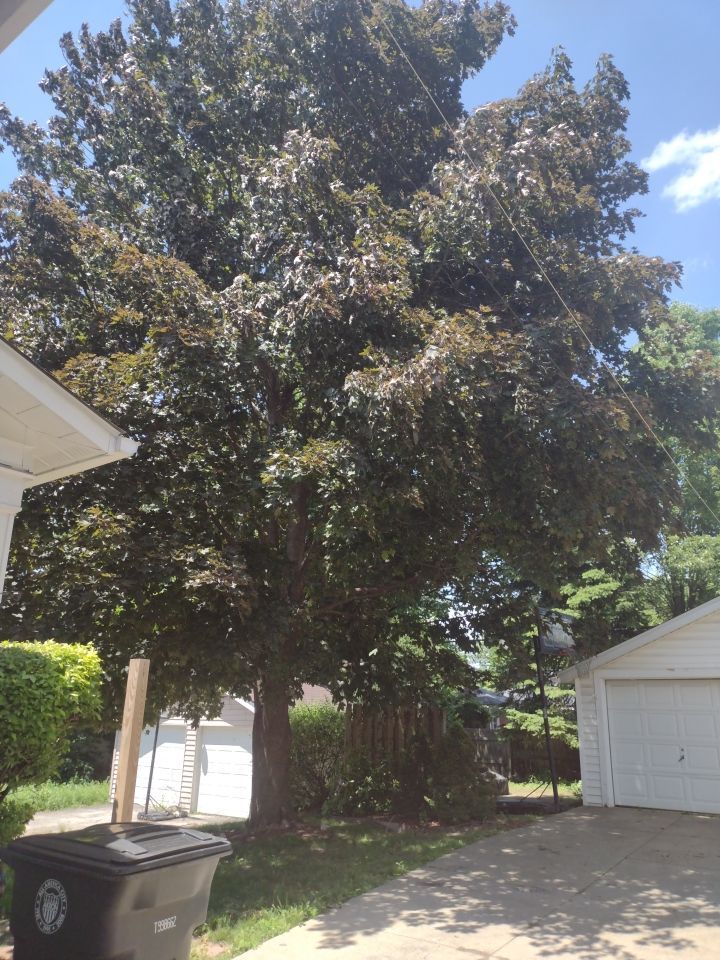 Tree Trimming using Tree Pruing by Mike Jones & Sons Tree Service LLC 