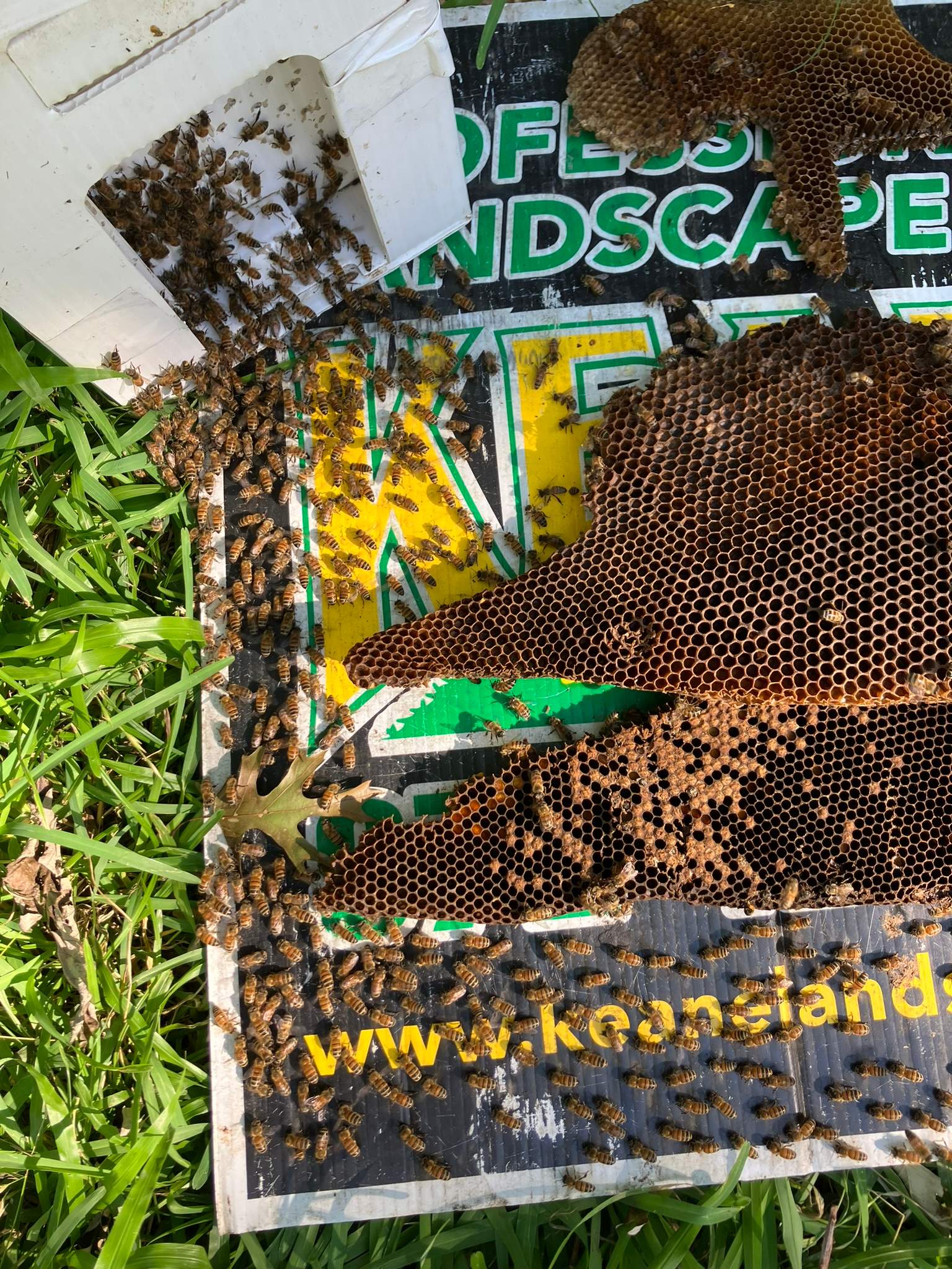 Massive. Tree. Period. by Rockwall Honey Bee Company