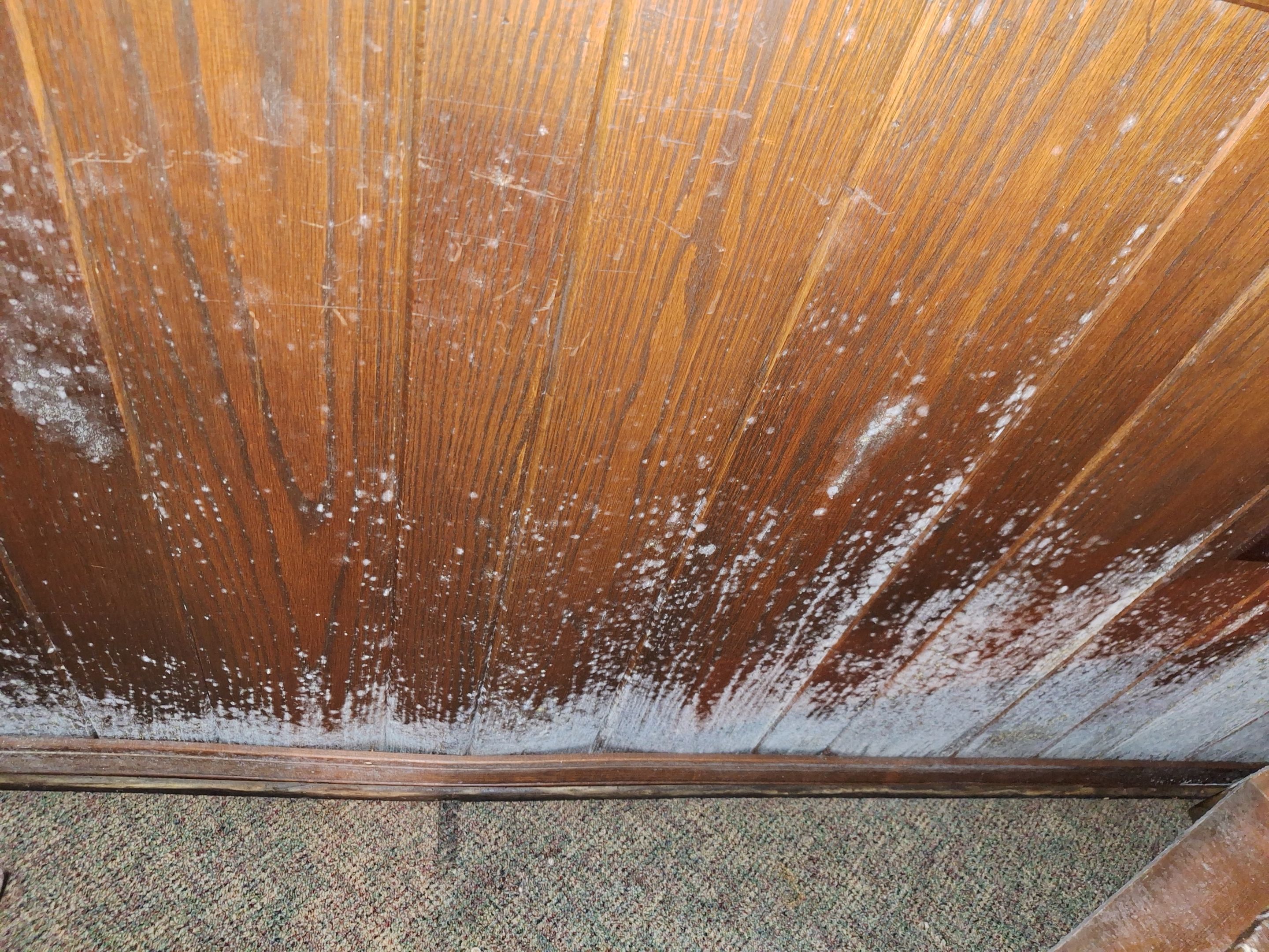 Basement Mold Remediation from Flooding by ANR Restoration