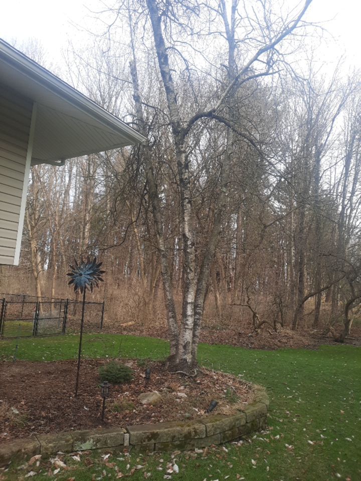 Tree Removal using Tree Removal by Mike Jones & Sons Tree Service LLC 