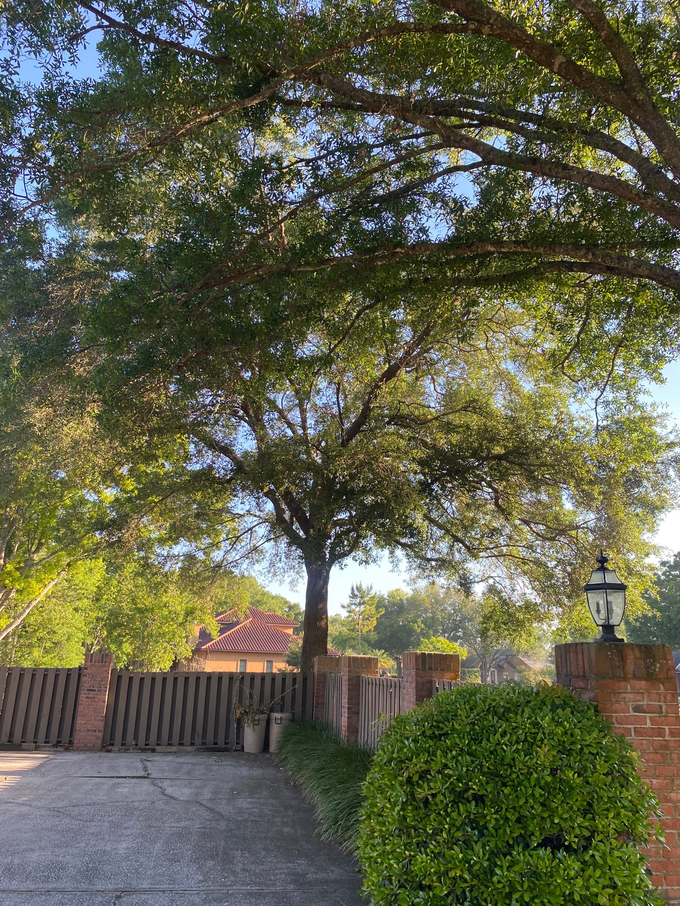 Deerwood Resident | Tree Trimming and Sod Installation) by ProGreen Services