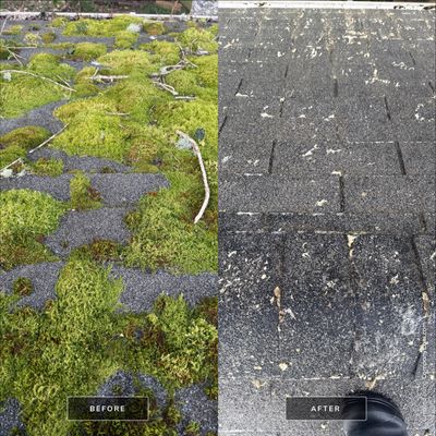 Roof Moss Eliminated - Hammond